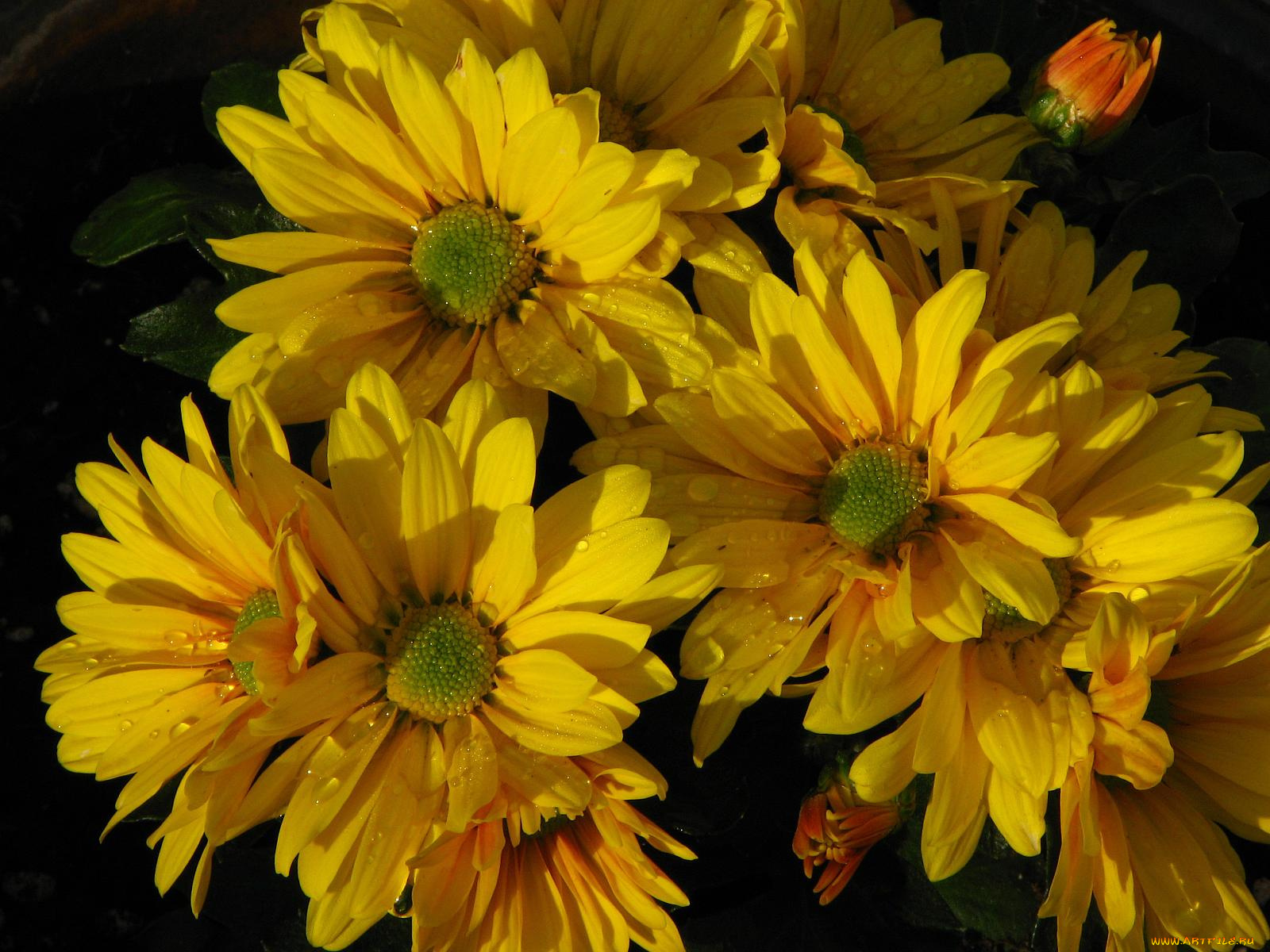 цветы, хризантемы