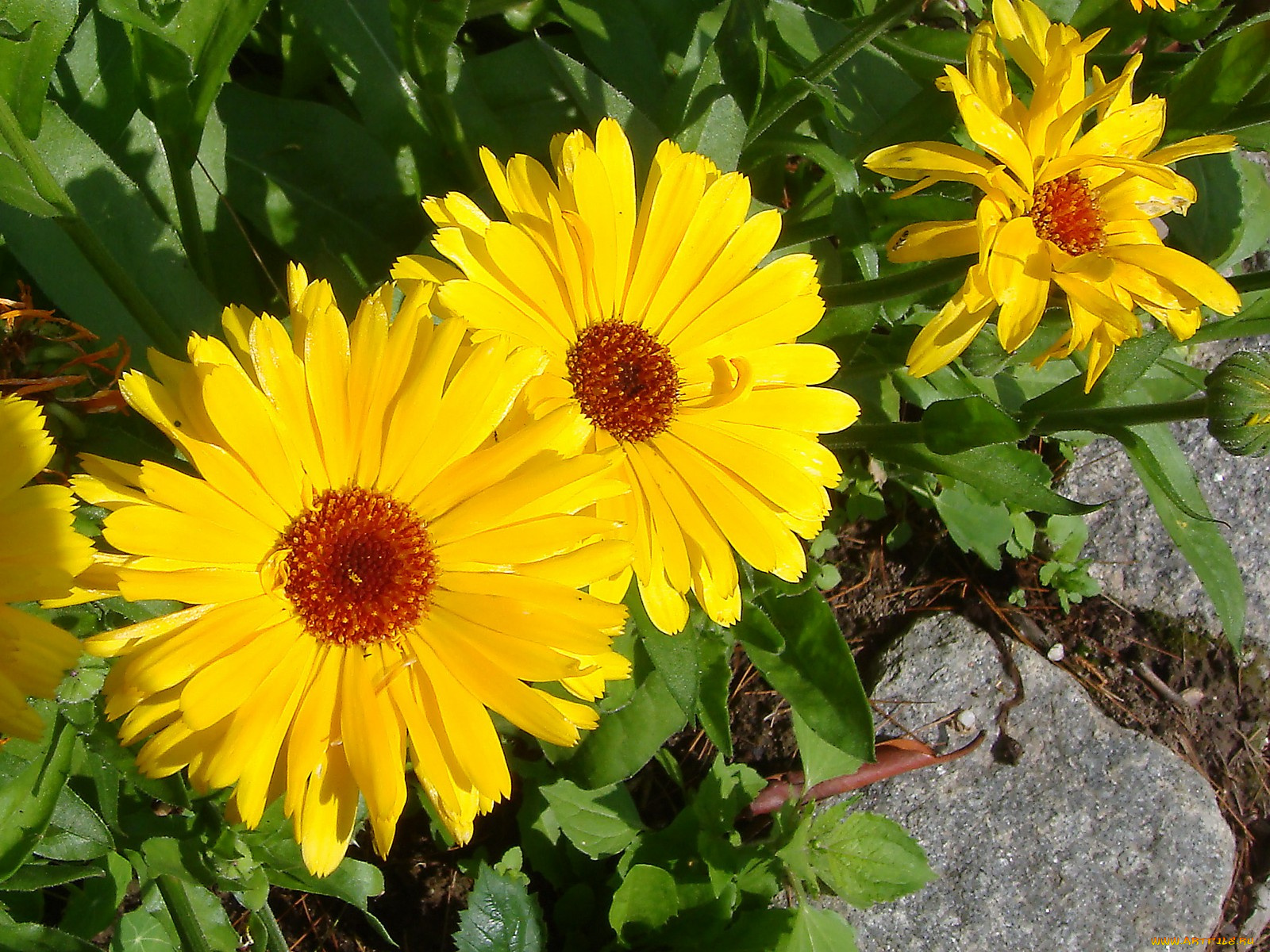 цветы, календула