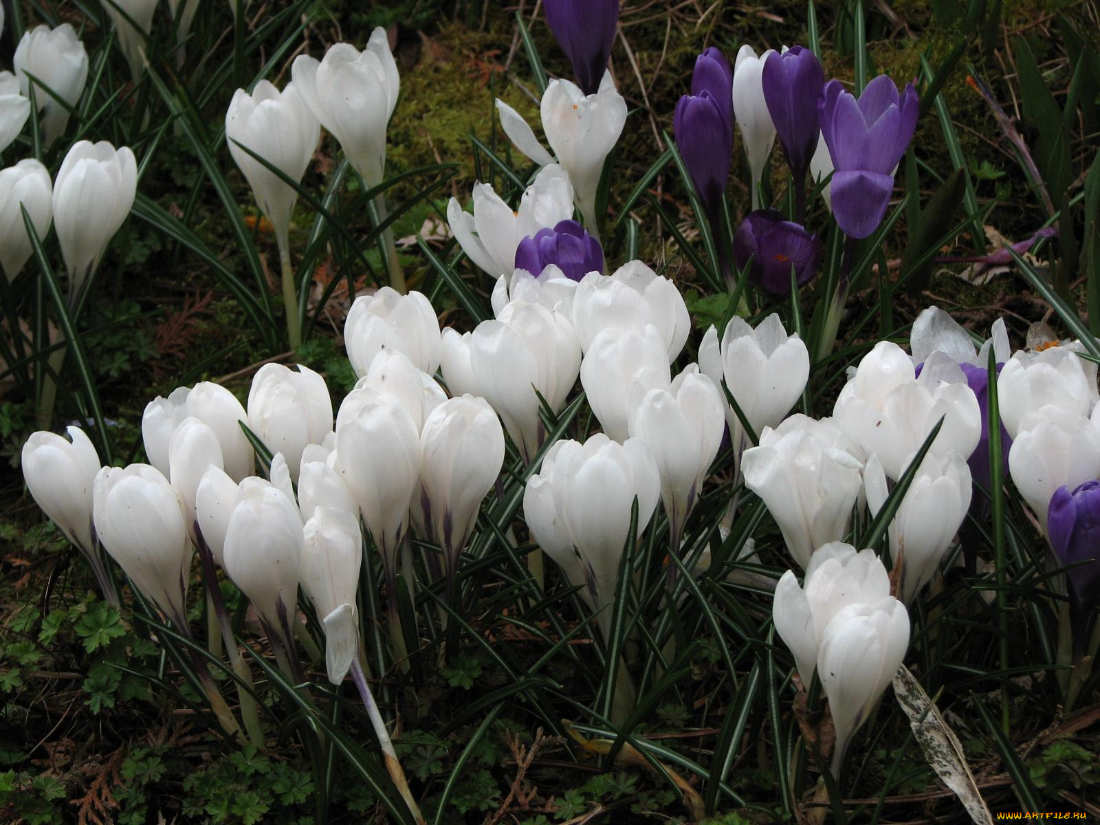 цветы, крокусы