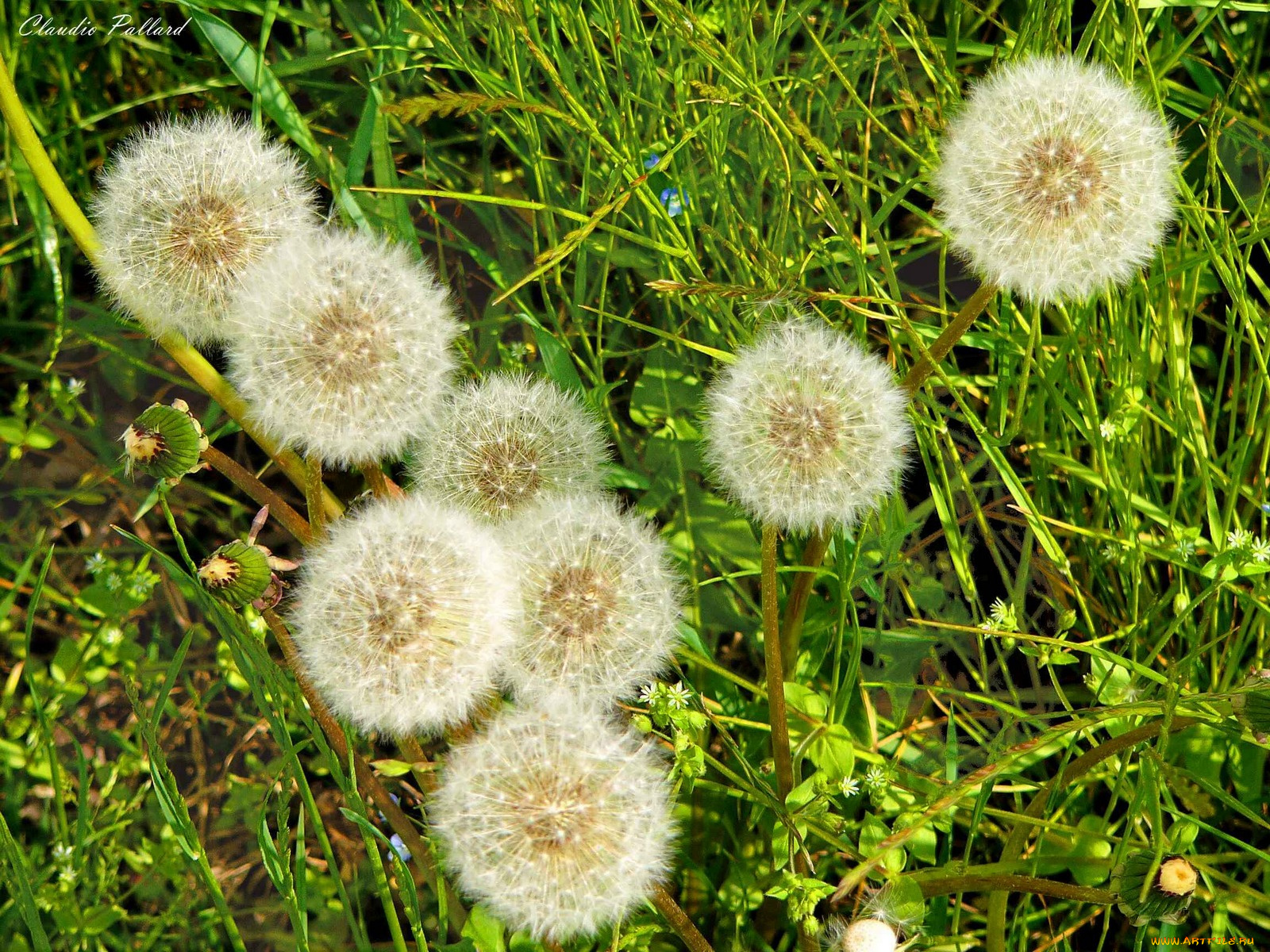 цветы, одуванчики
