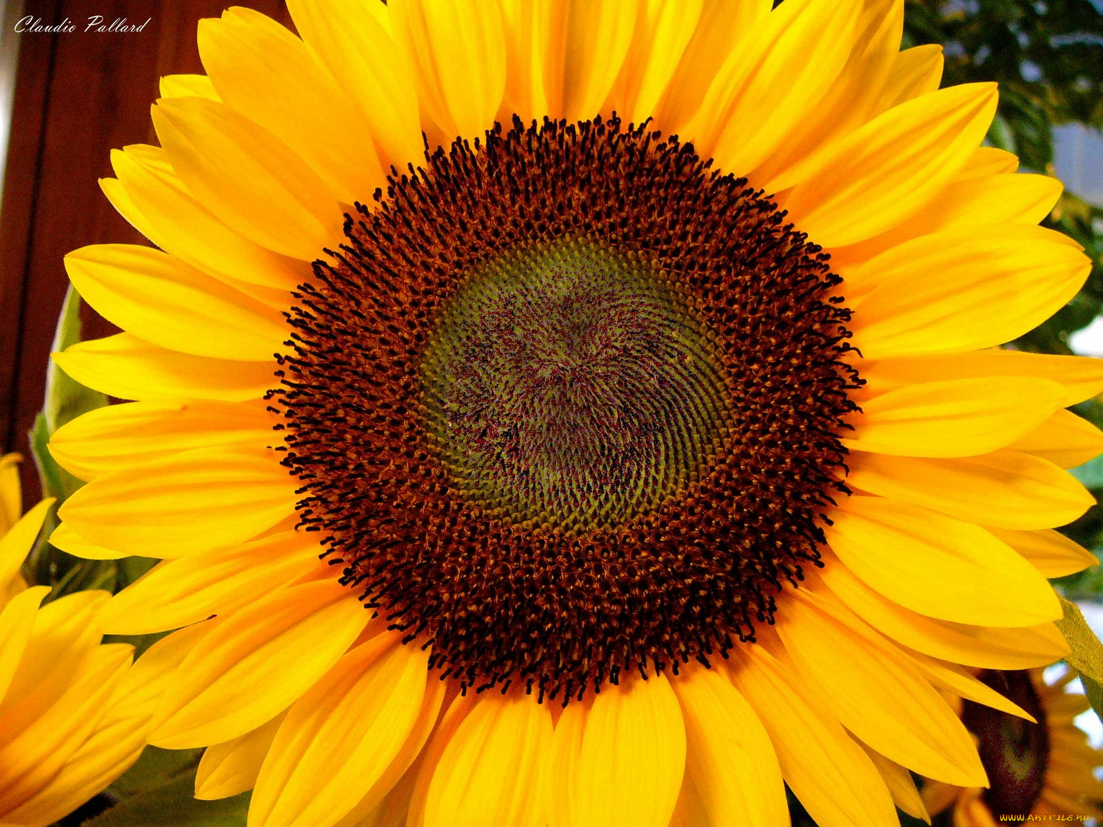 цветы, подсолнухи