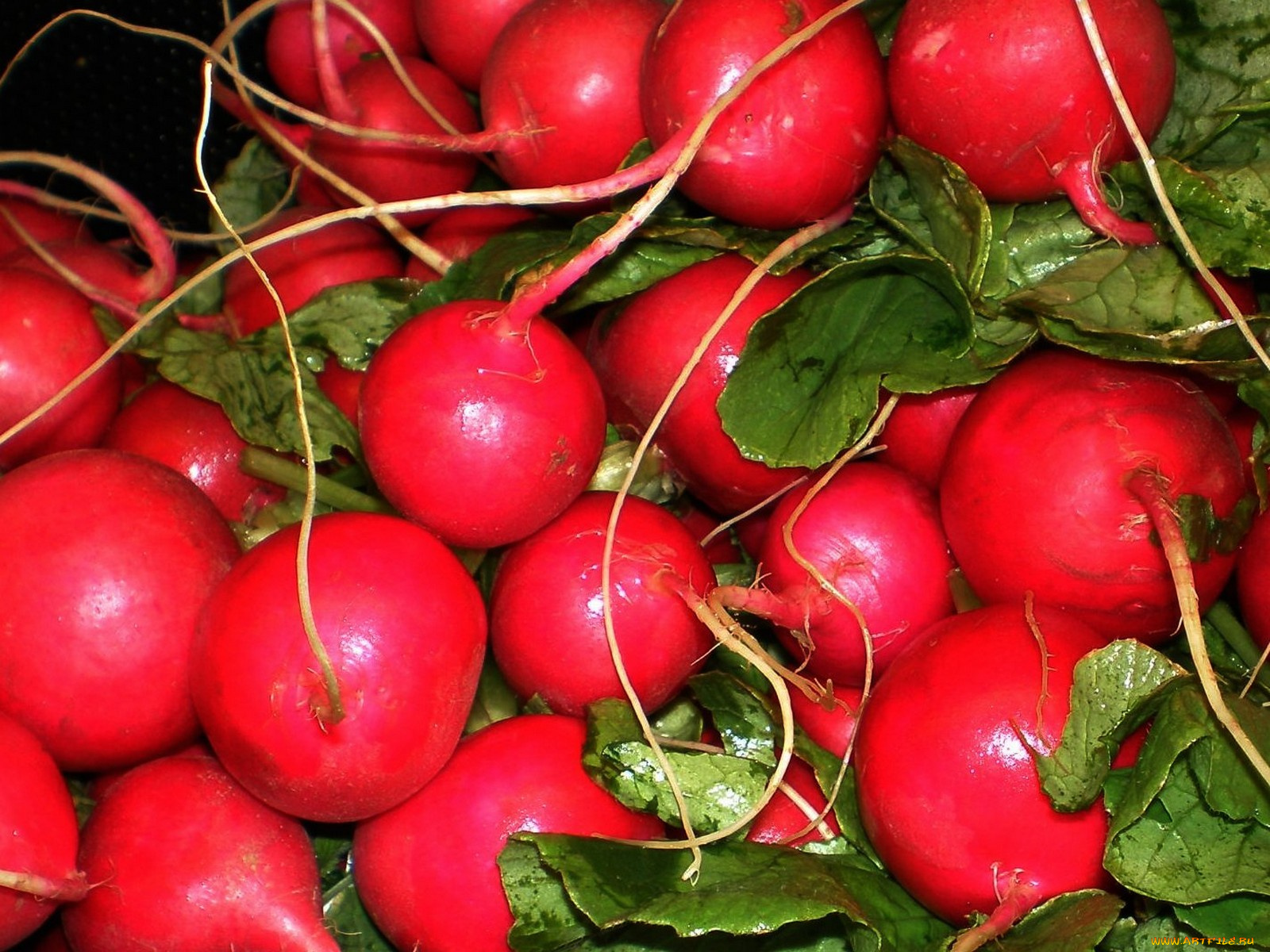 еда, редис, репа, редька