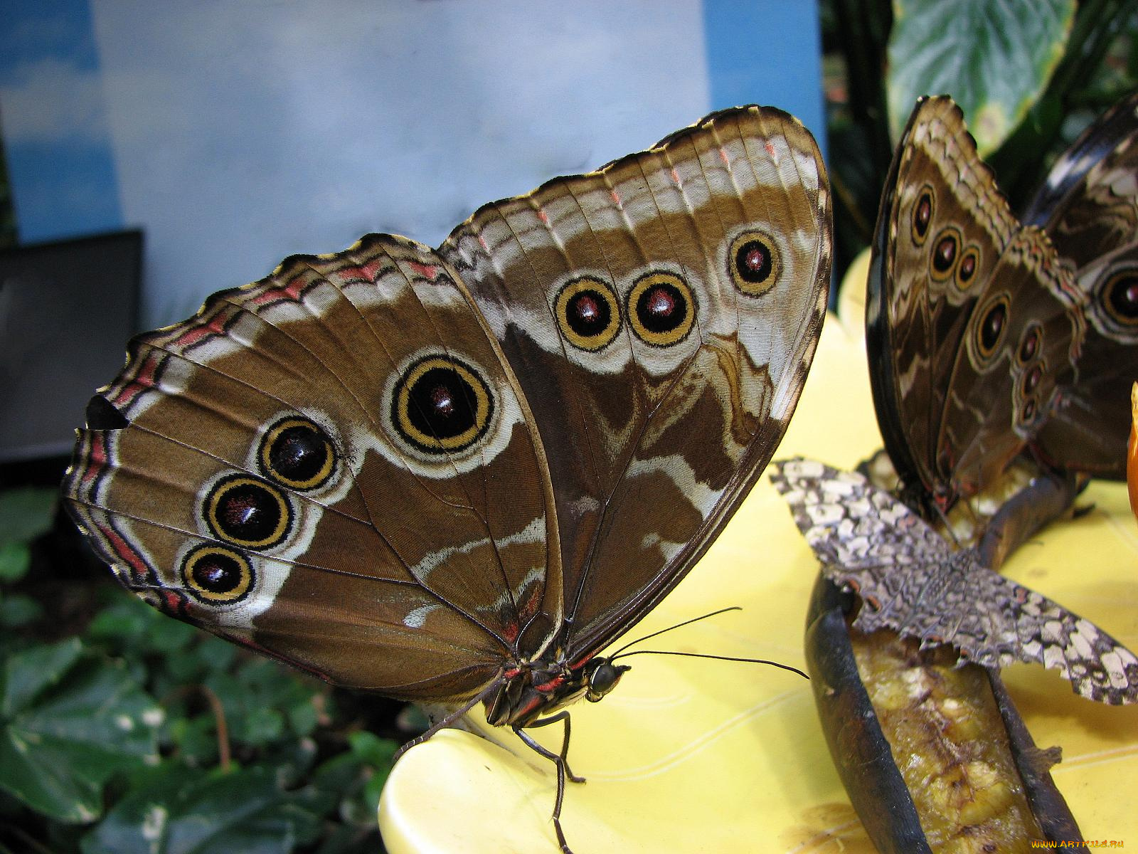 животные, бабочки