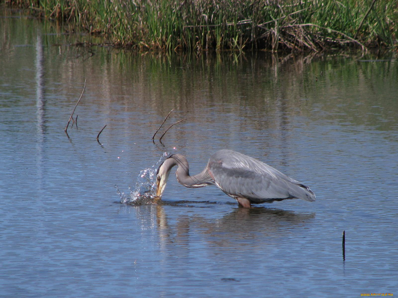 животные, цапли