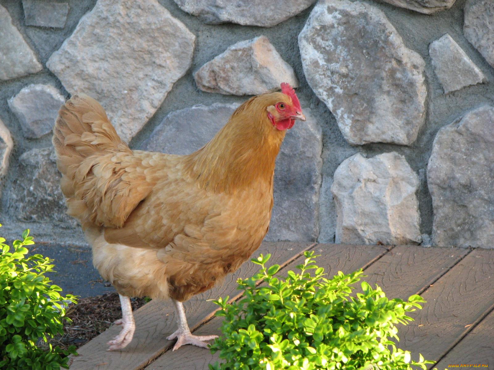 животные, куры, петухи