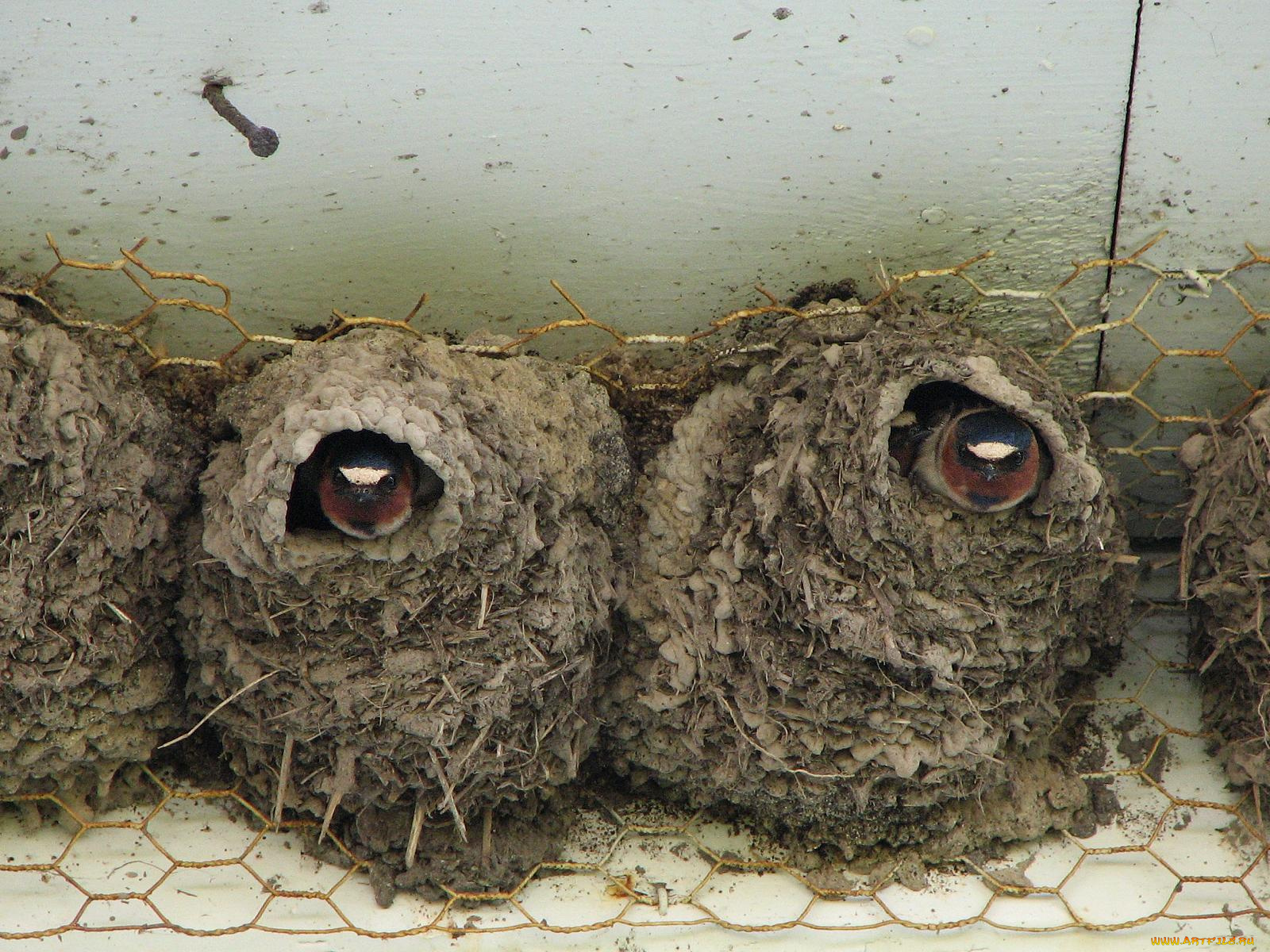 животные, ласточки