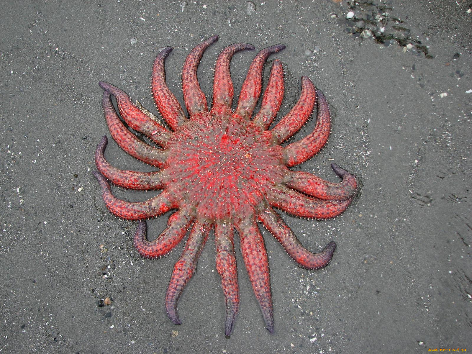 животные, морские, звёзды