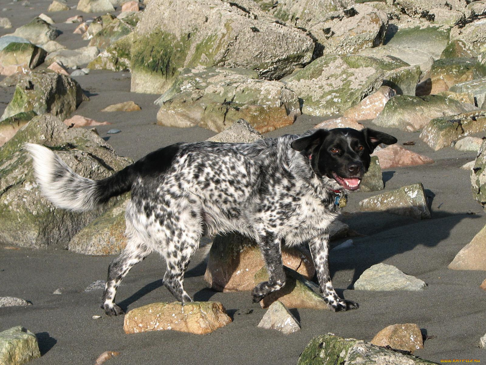 животные, собаки