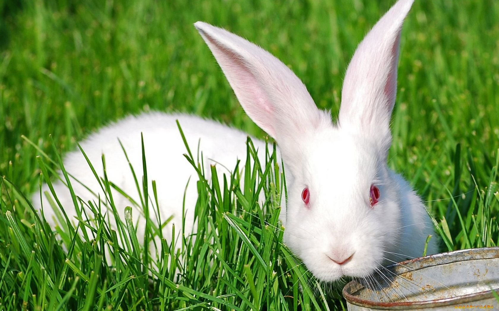животные, кролики, зайцы