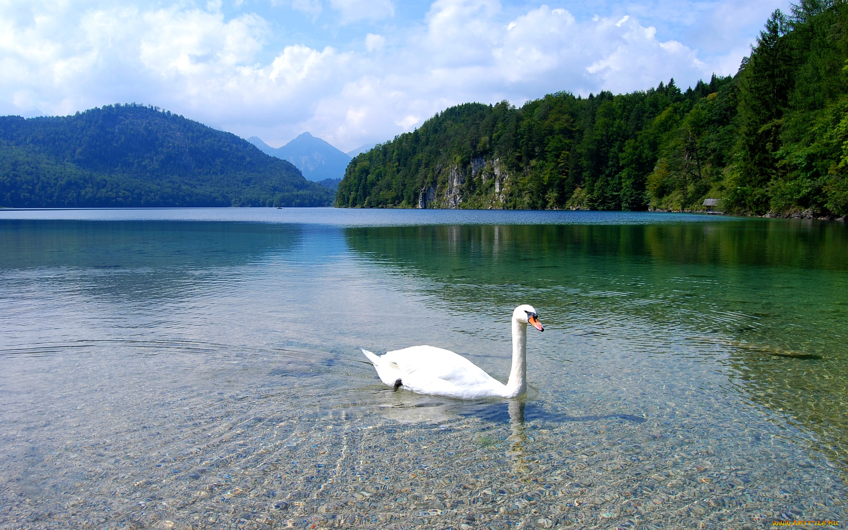 животные, лебеди