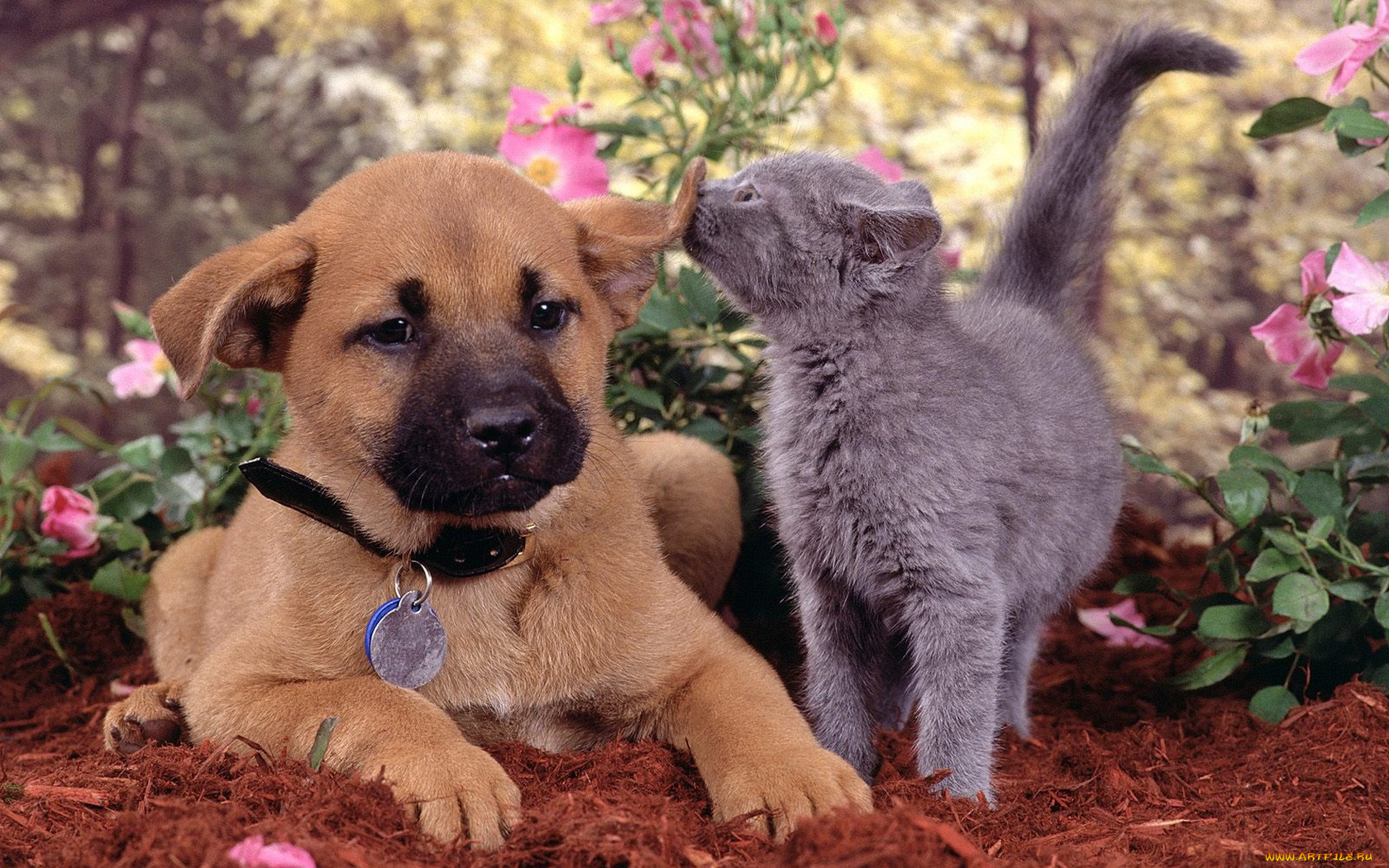 животные, разные, вместе