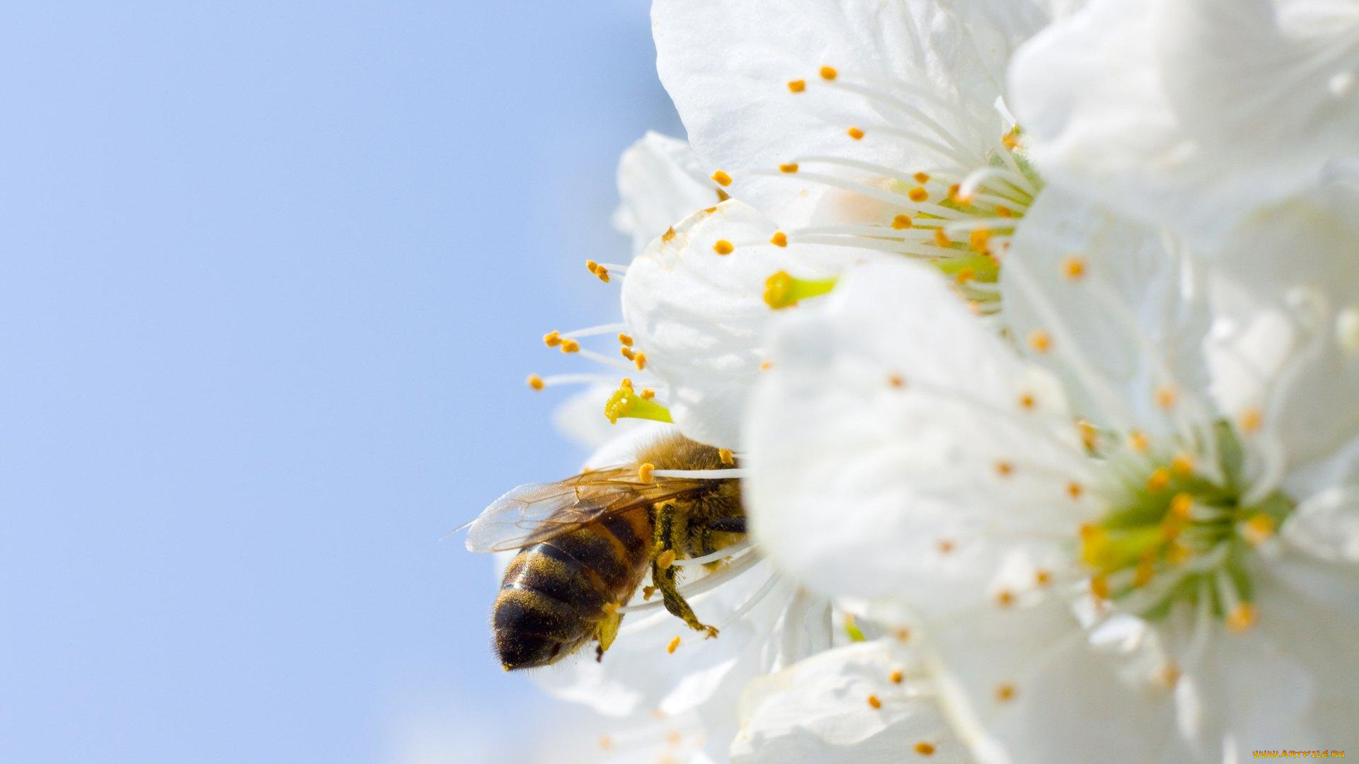 цветы, цветущие, деревья, кустарники