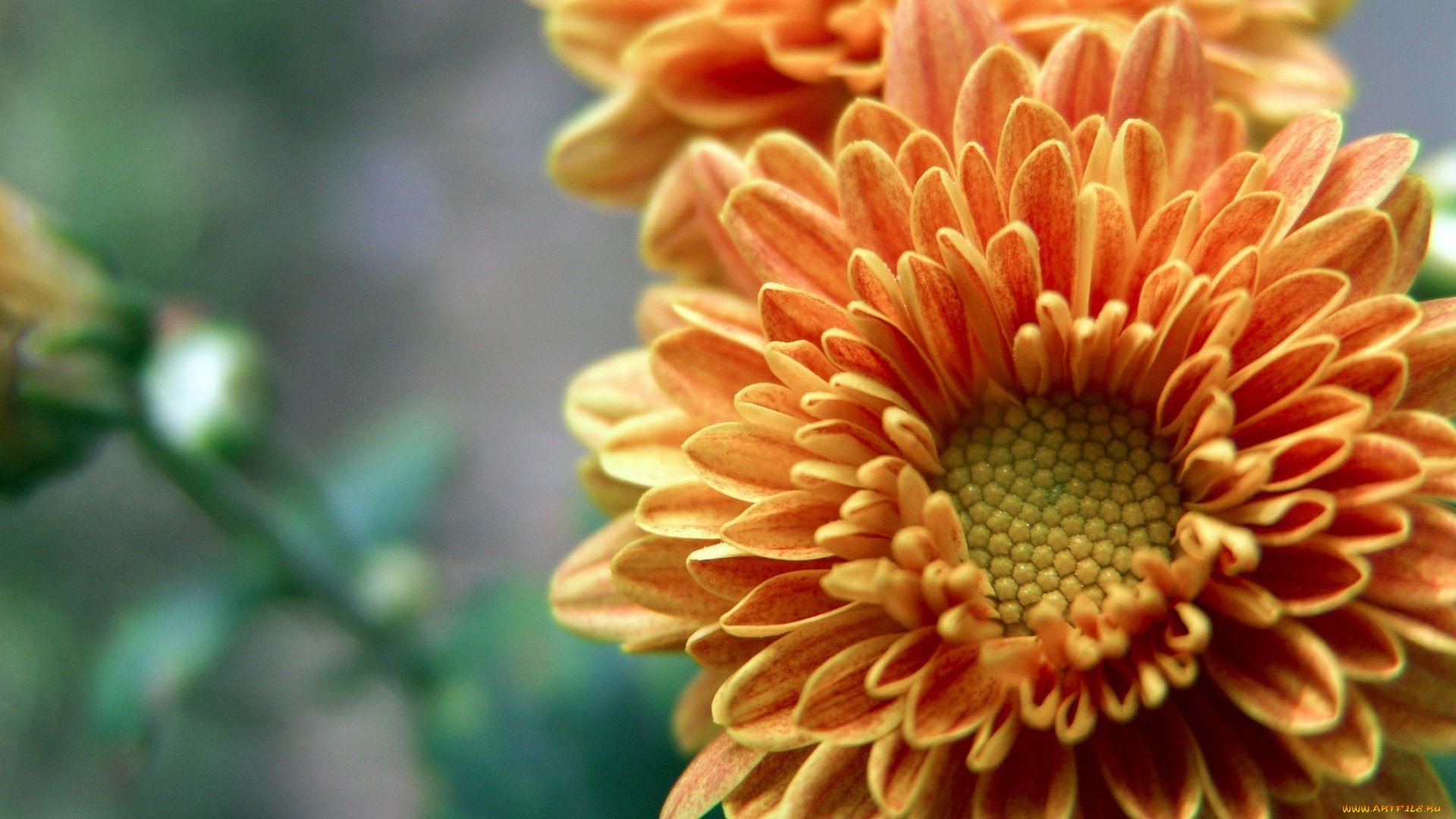 цветы, хризантемы