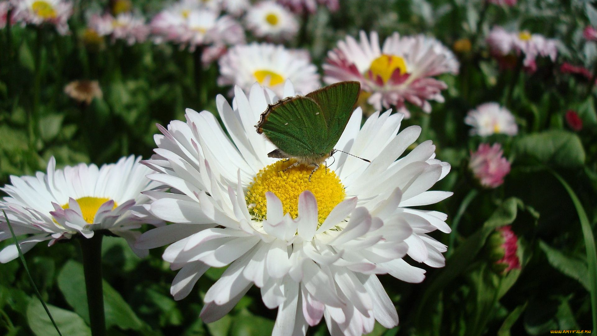 цветы, маргаритки