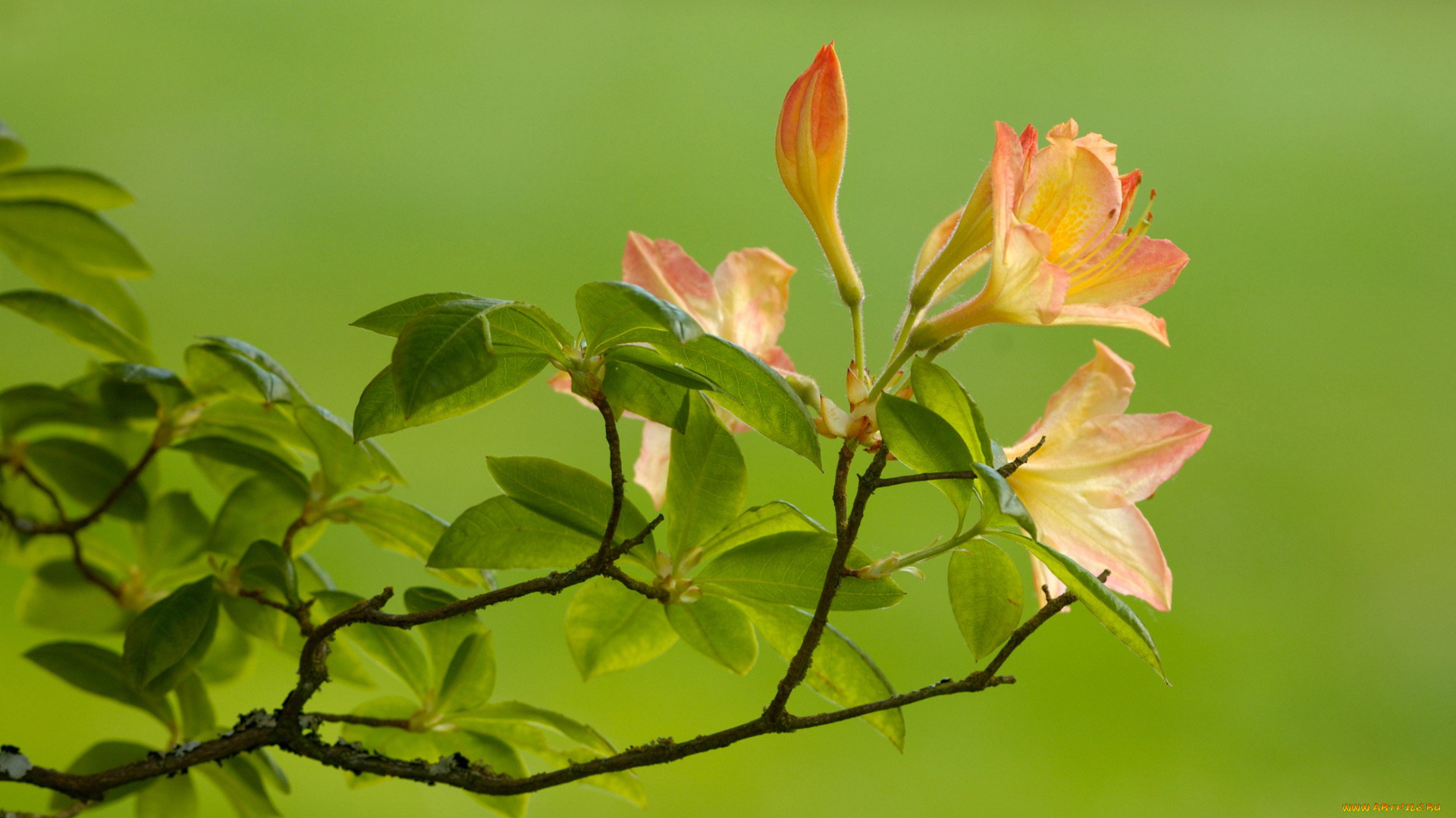 цветы, рододендроны, азалии