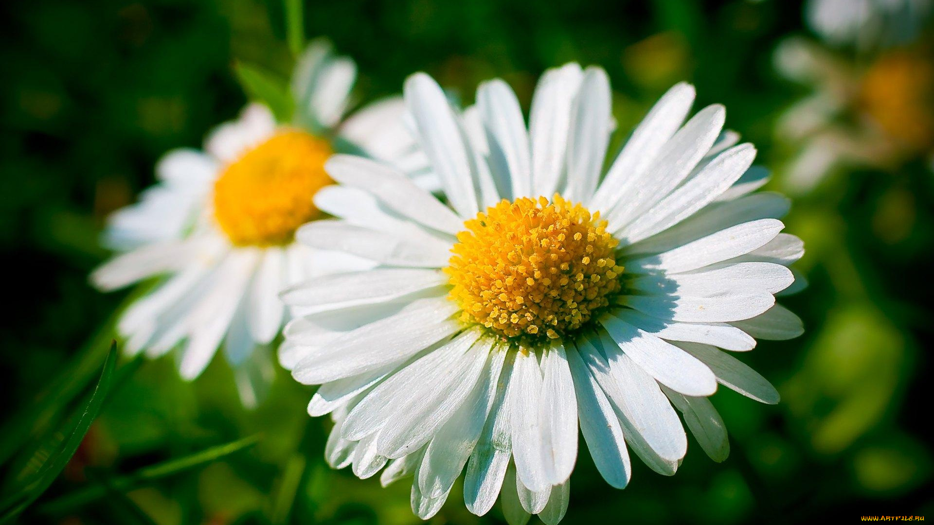 цветы, ромашки