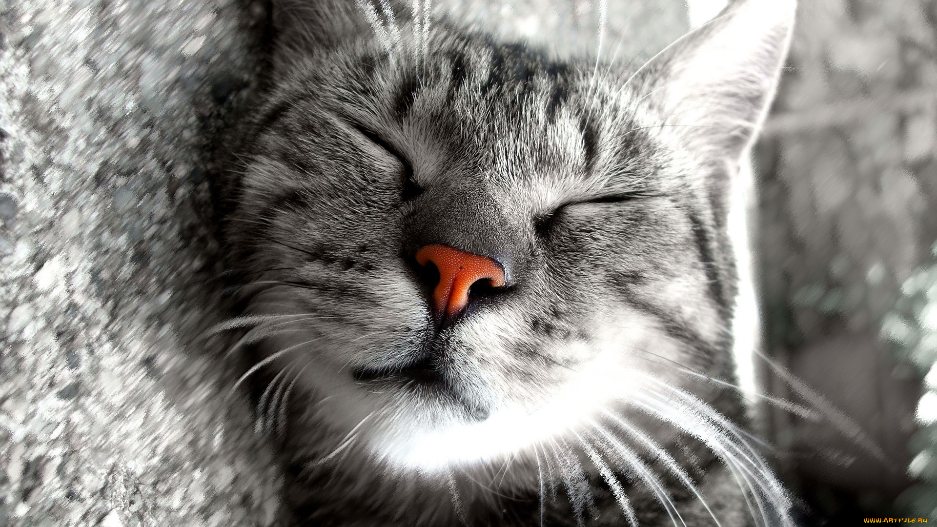 животные, коты