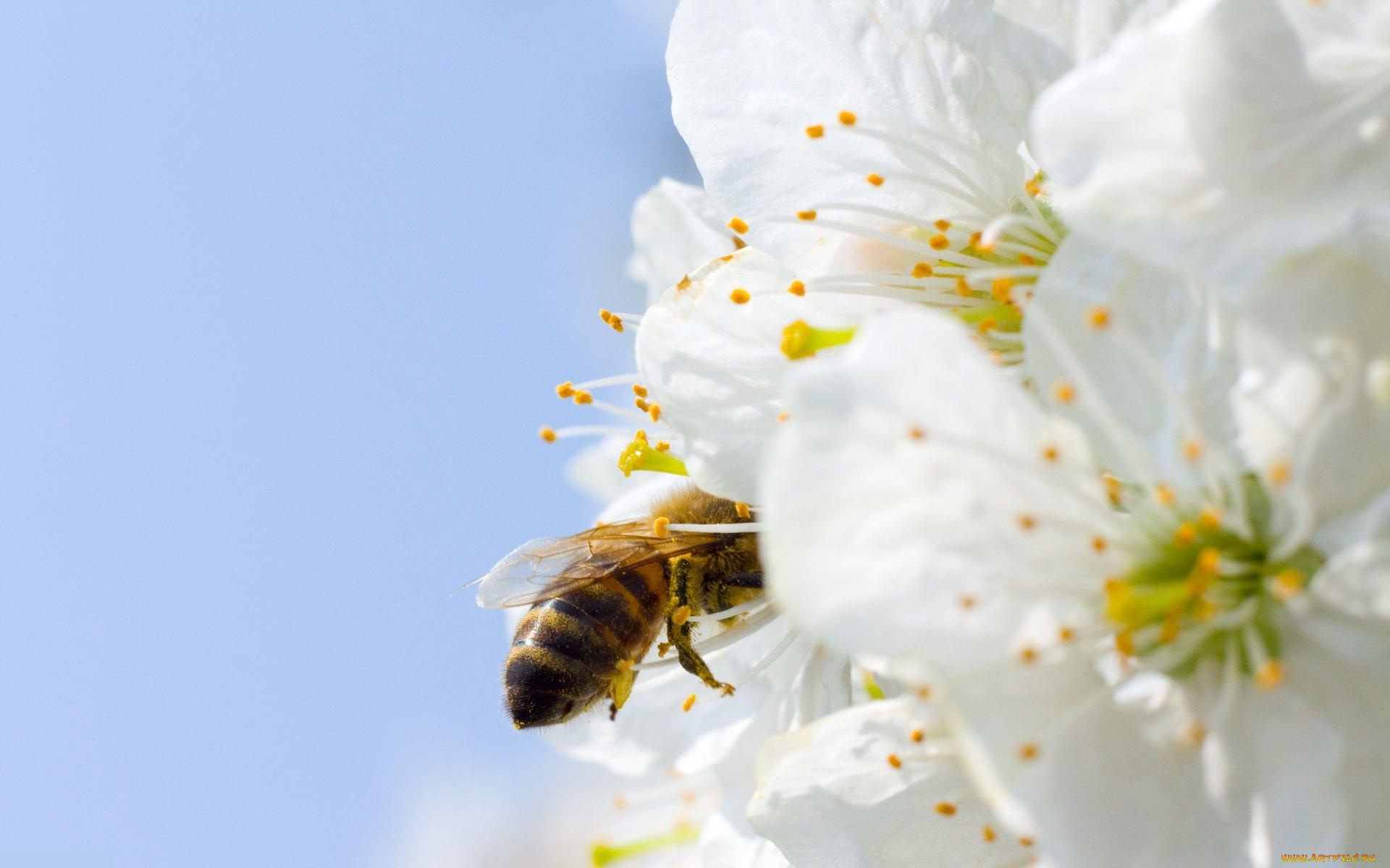 цветы, цветущие, деревья, кустарники
