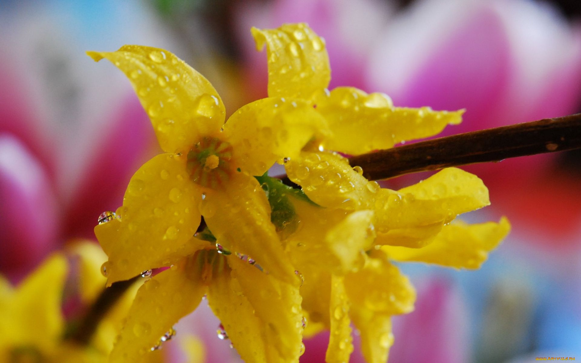 цветы, цветущие, деревья, кустарники