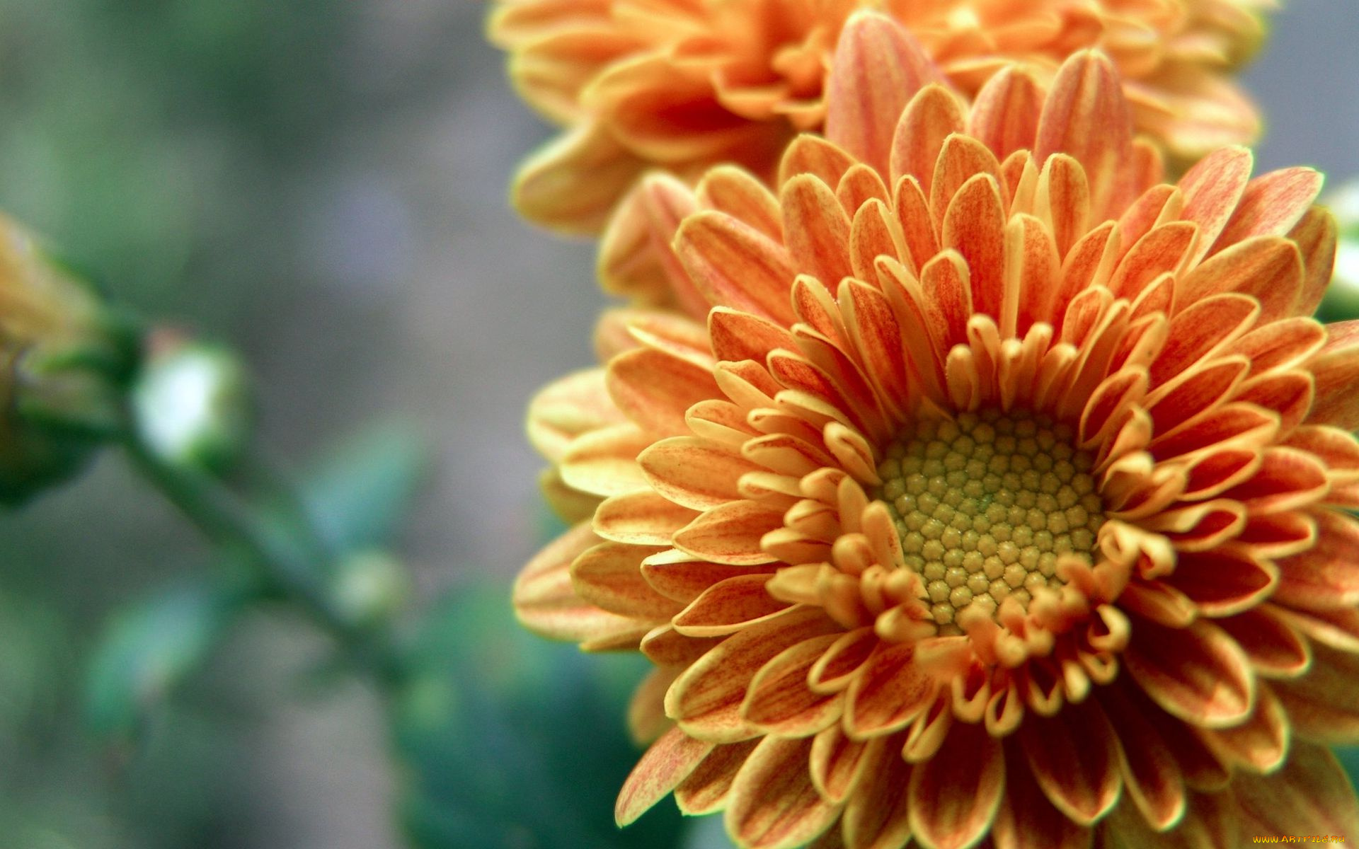 цветы, хризантемы