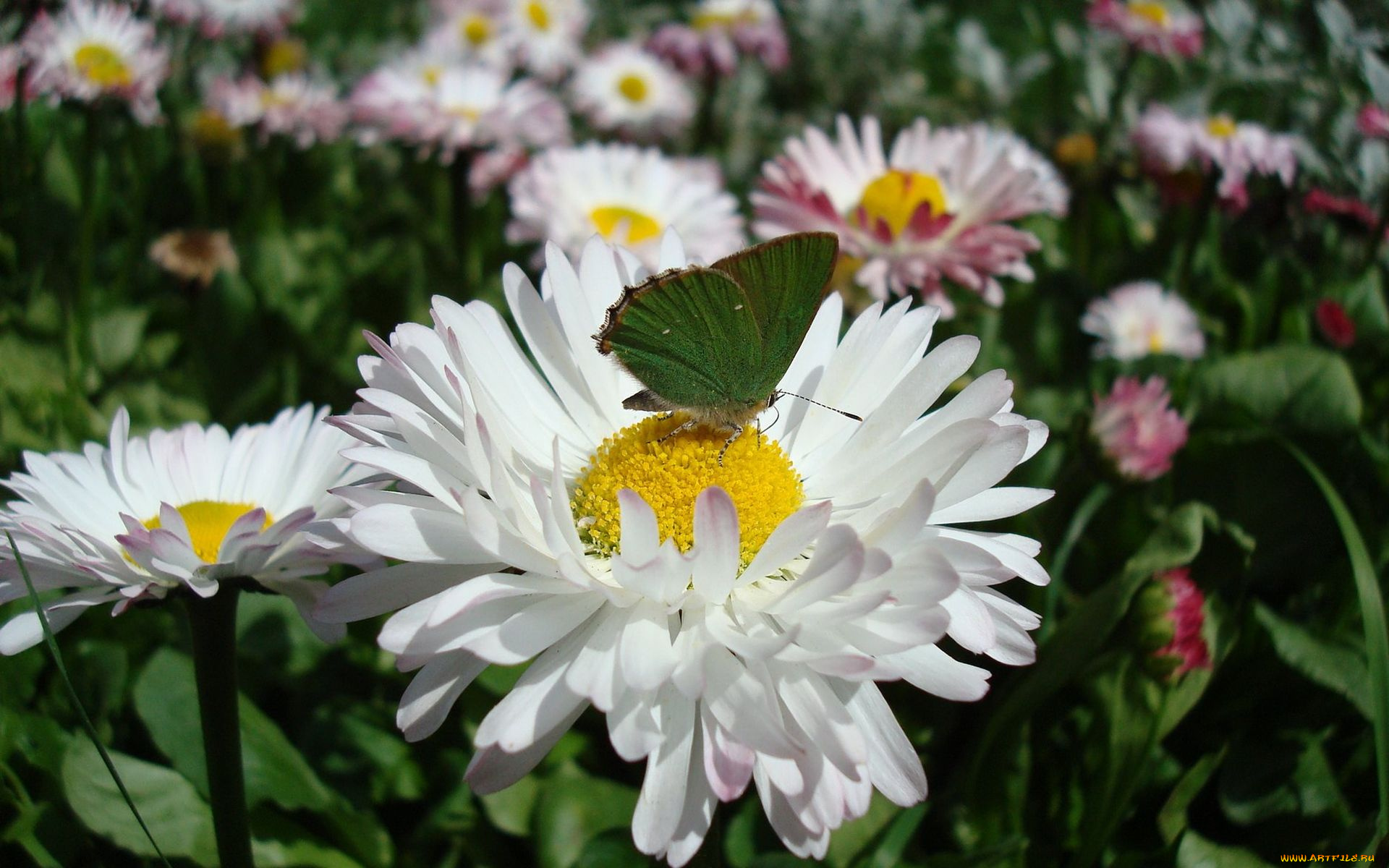 цветы, маргаритки