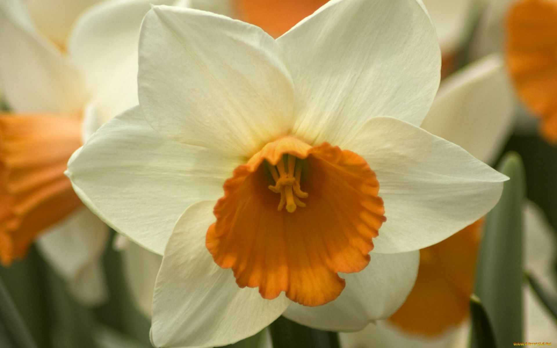 цветы, нарциссы