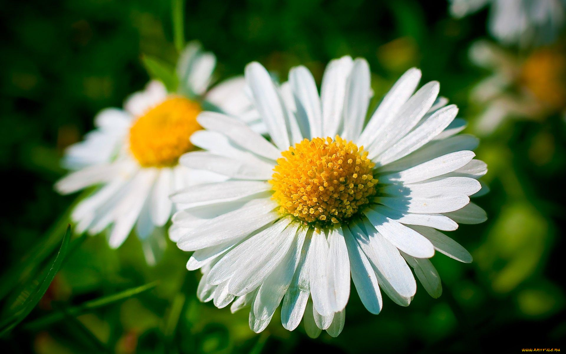 цветы, ромашки