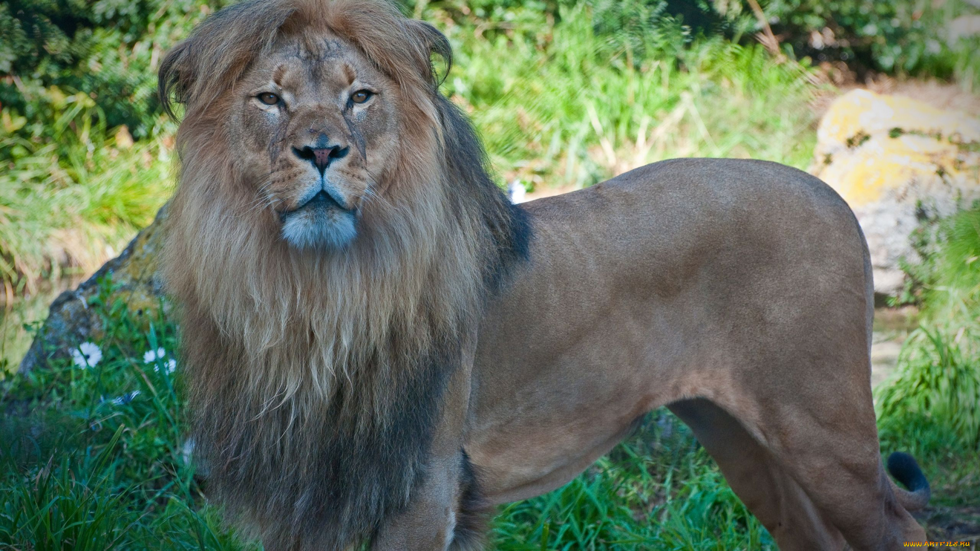 животные, львы