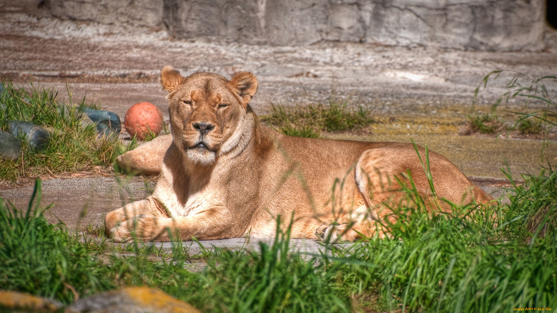животные, львы