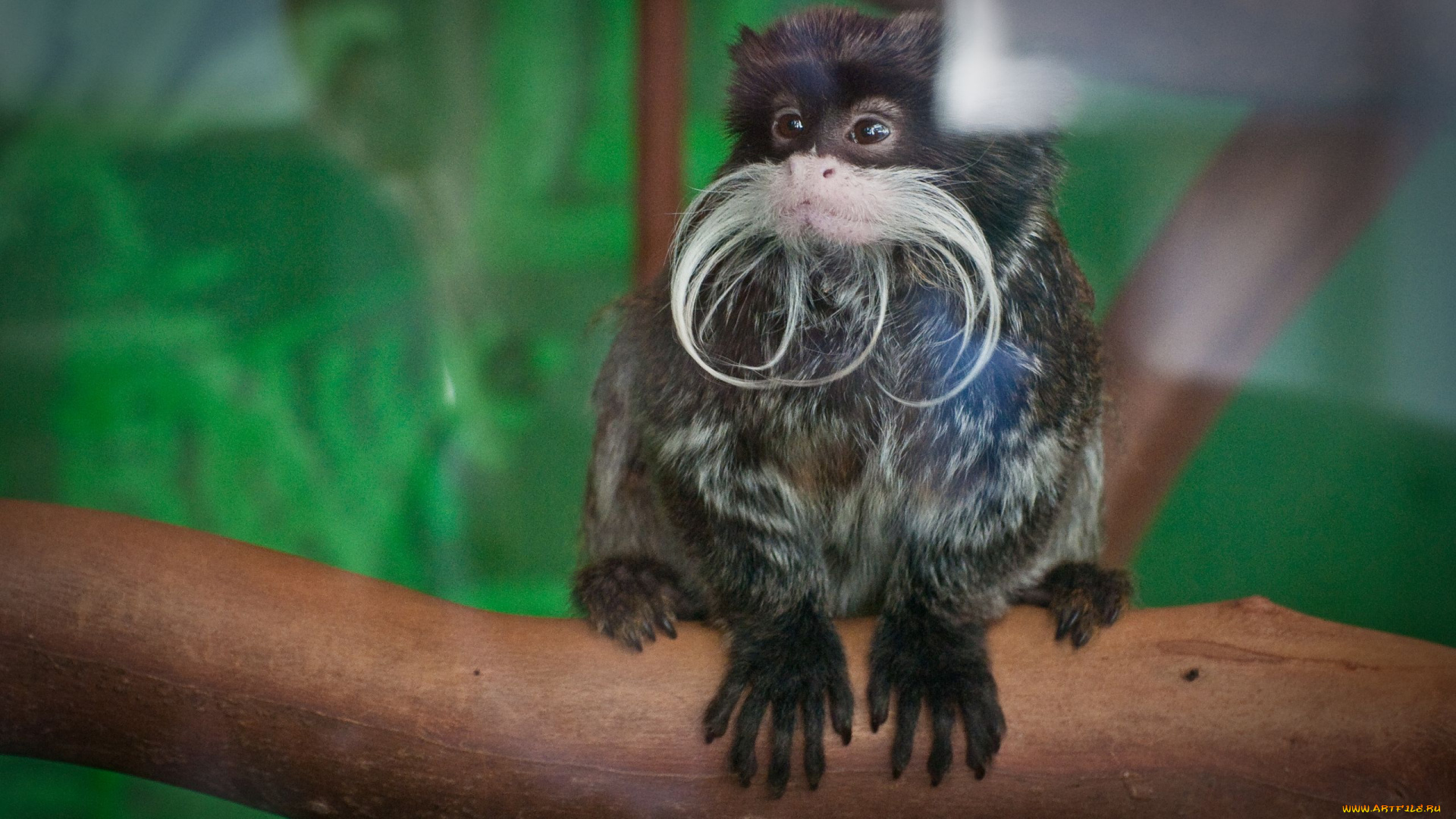 животные, обезьяны