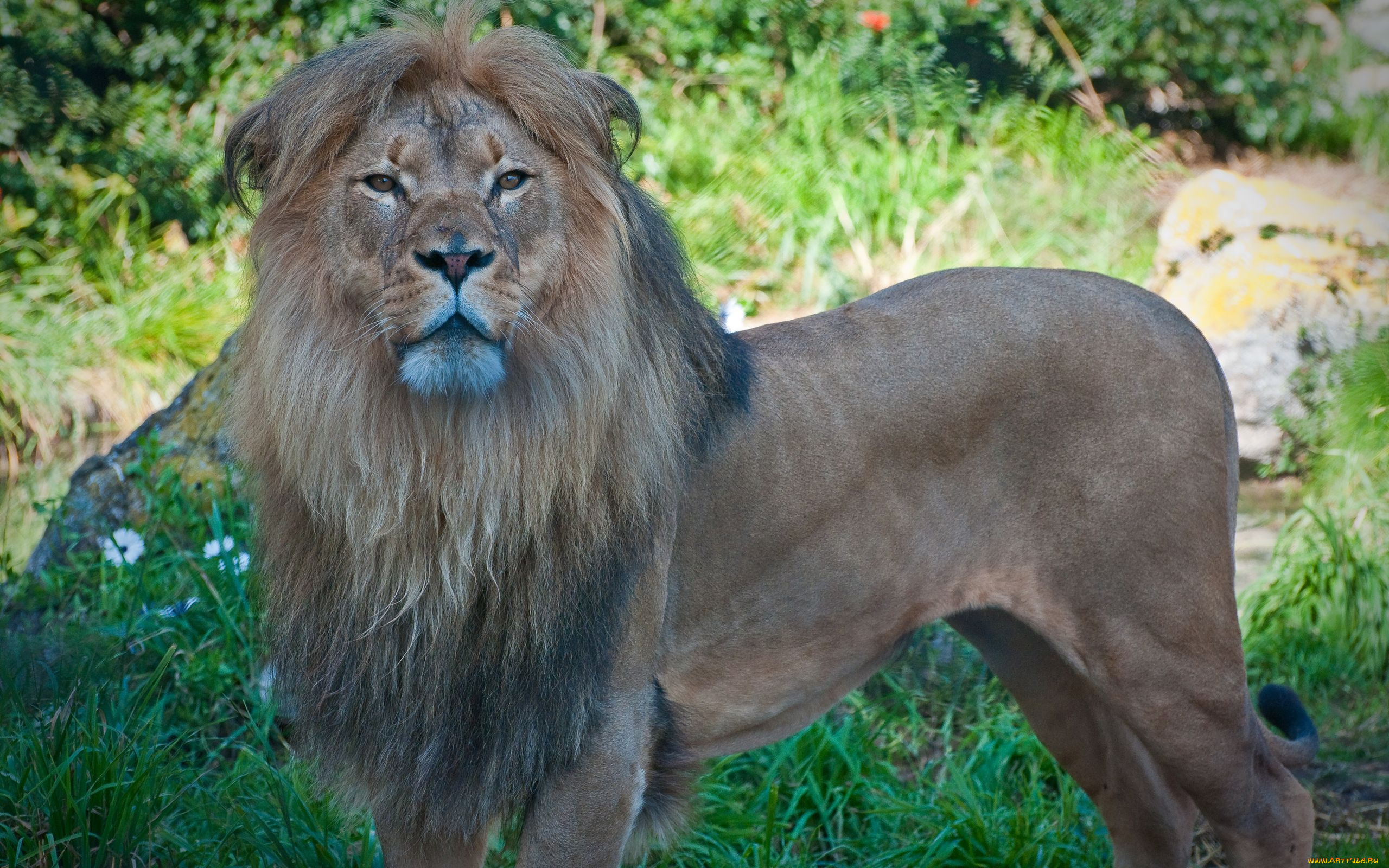 животные, львы