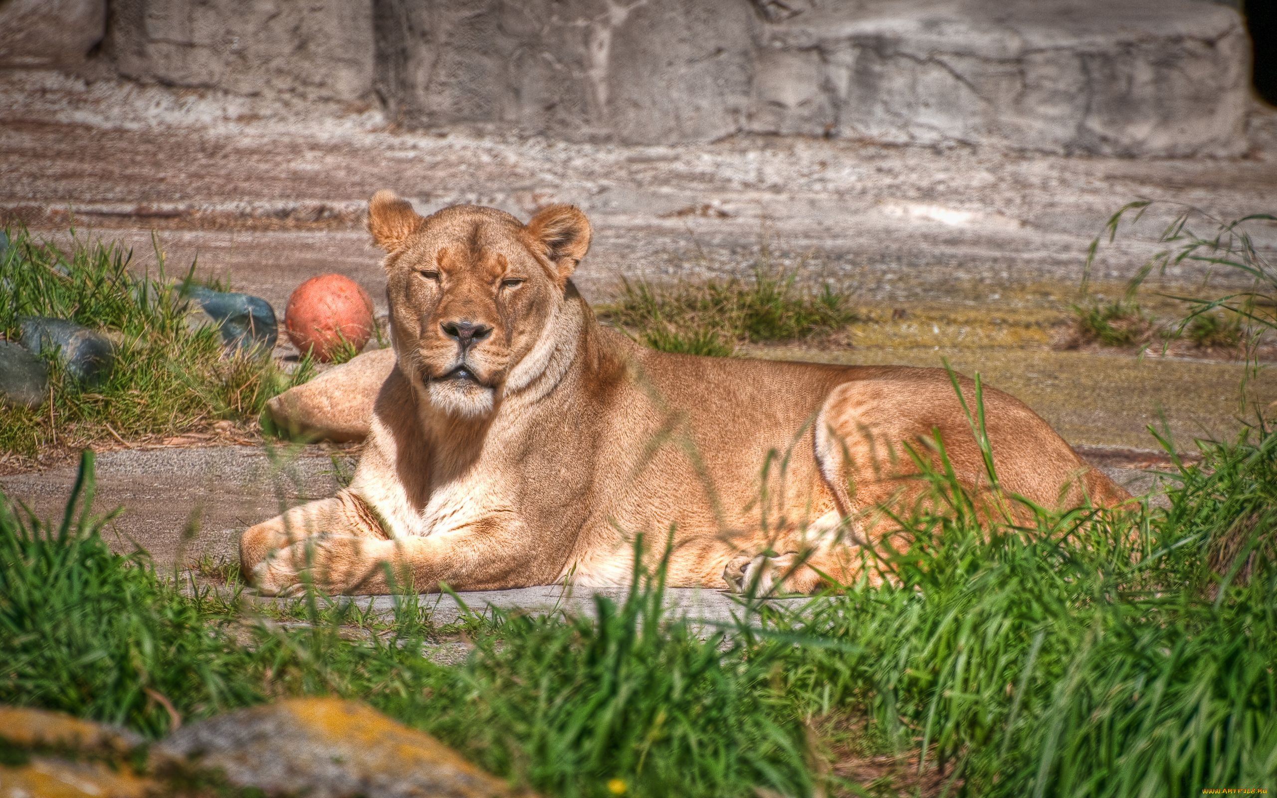 животные, львы