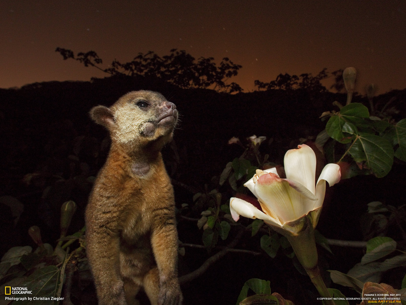 животные, другое