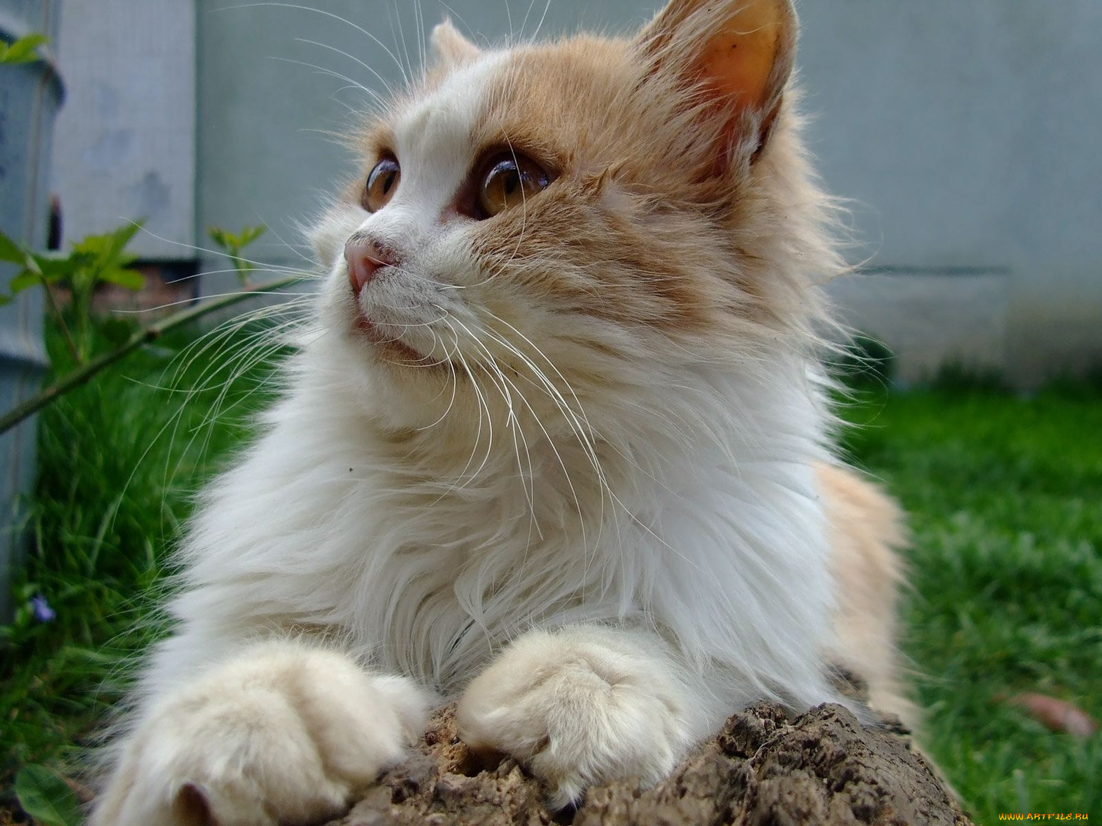 животные, коты