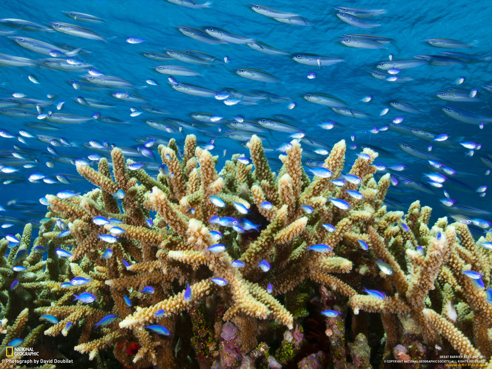 животные, рыбы