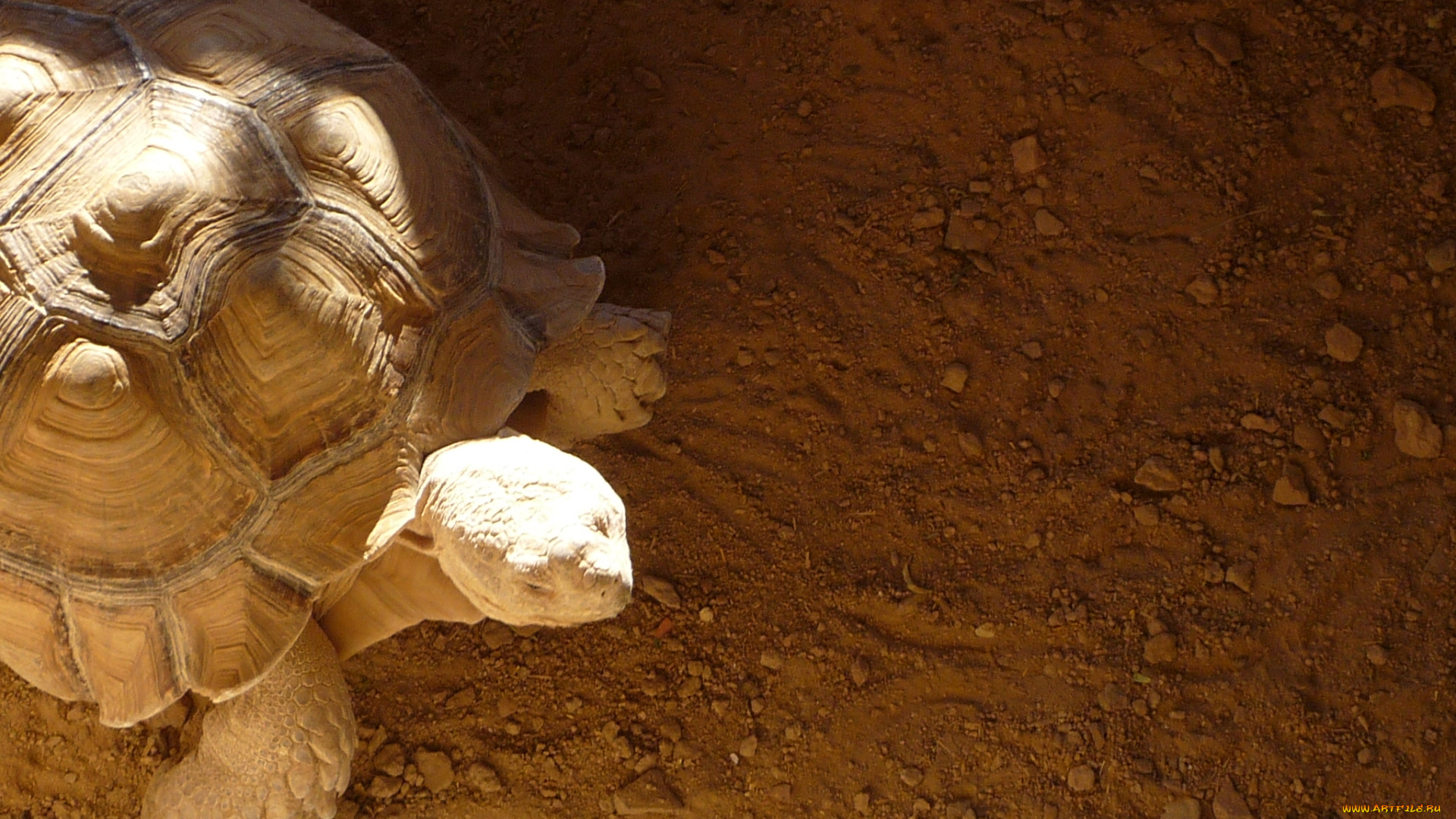 животные, Черепахи