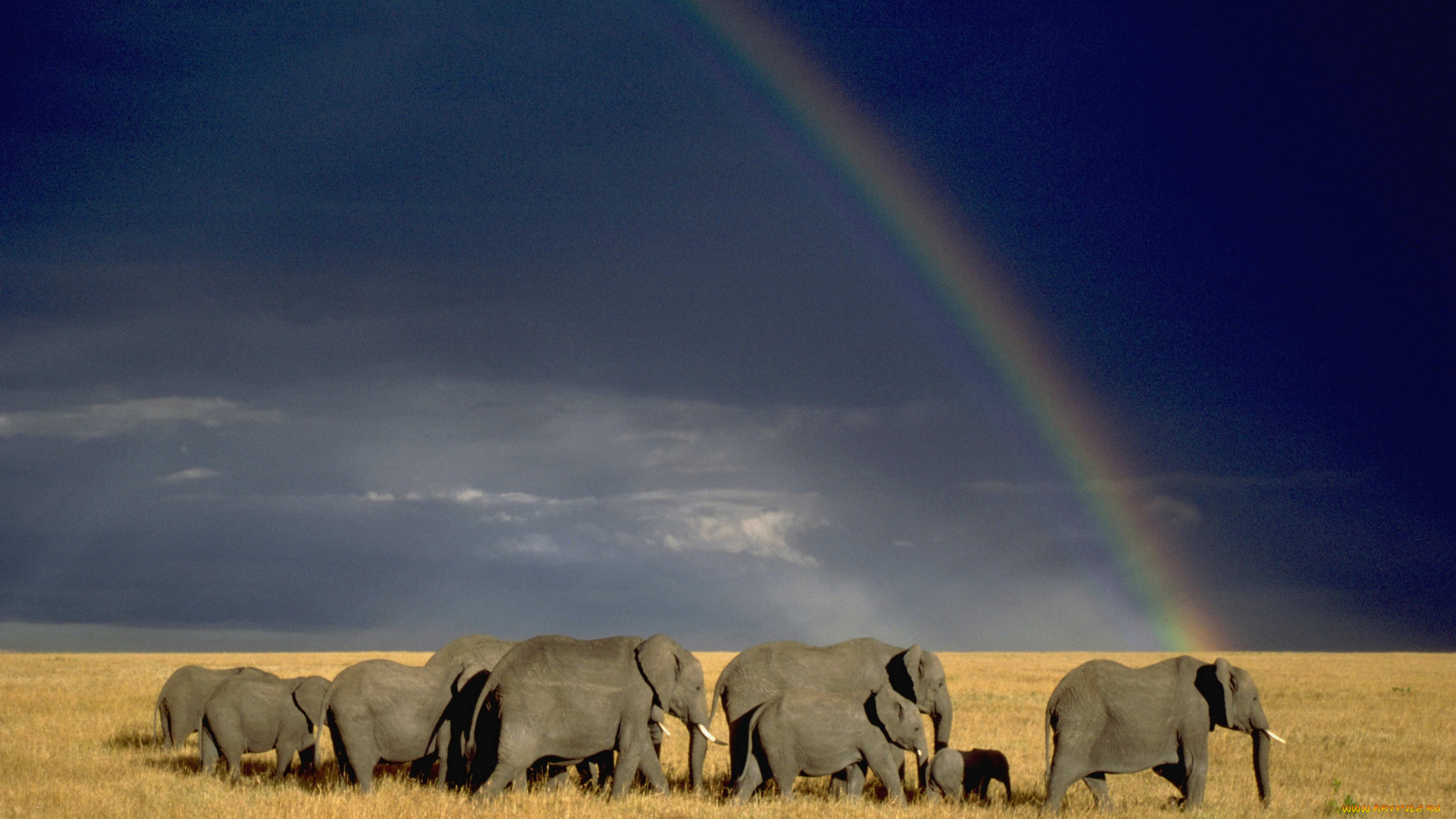 животные, слоны