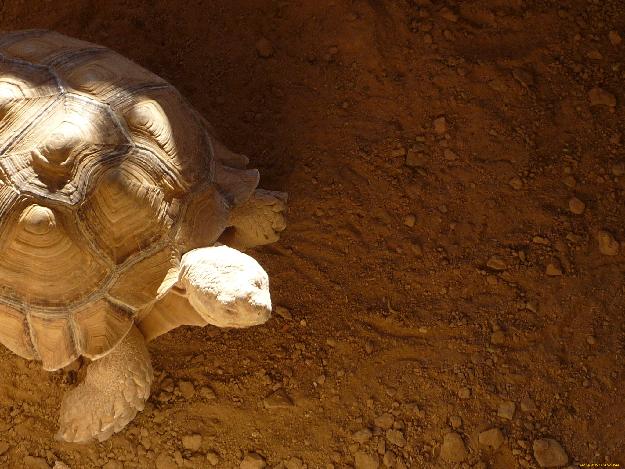 животные, Черепахи