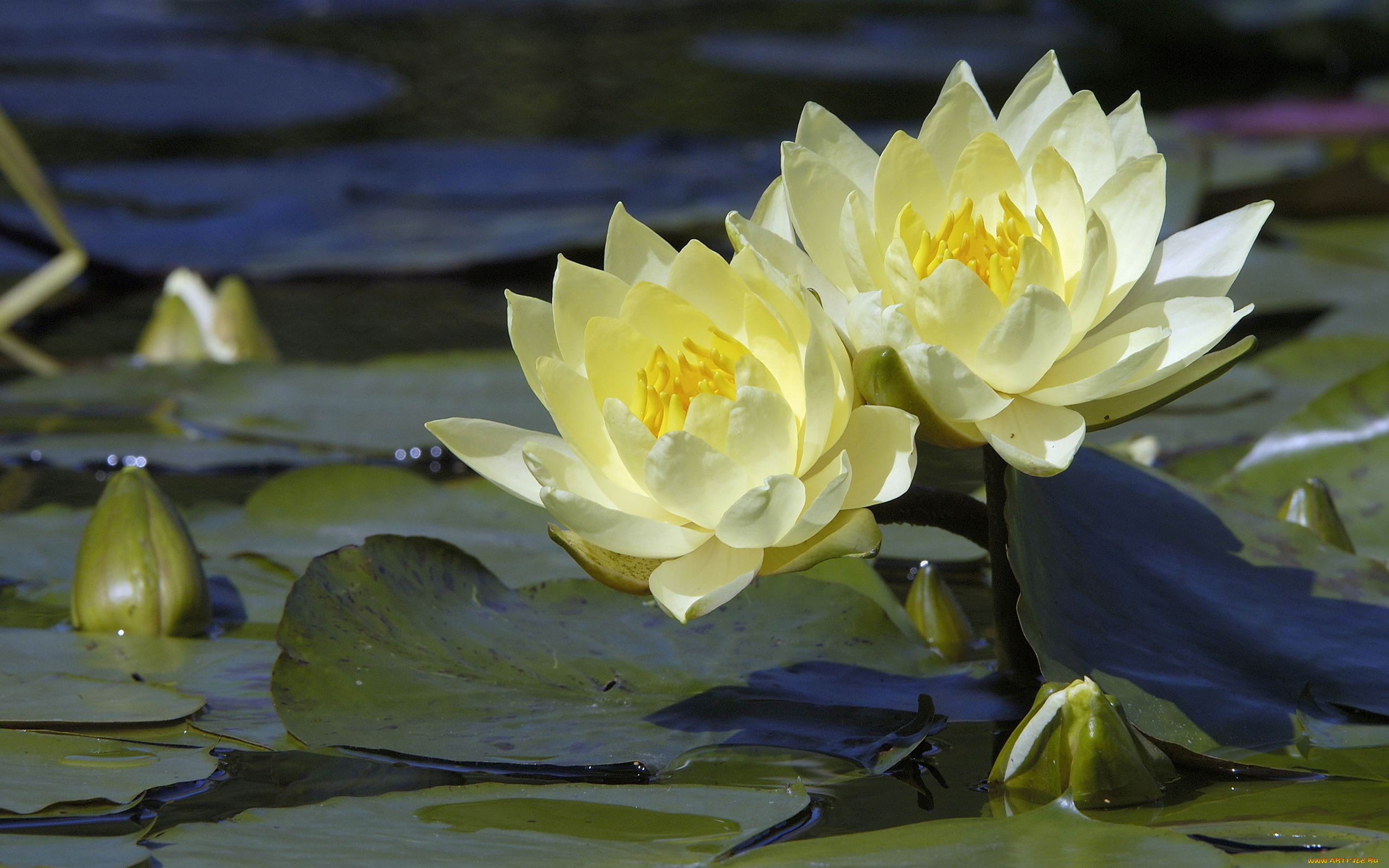 цветы, лилии, водяные, нимфеи, кувшинки