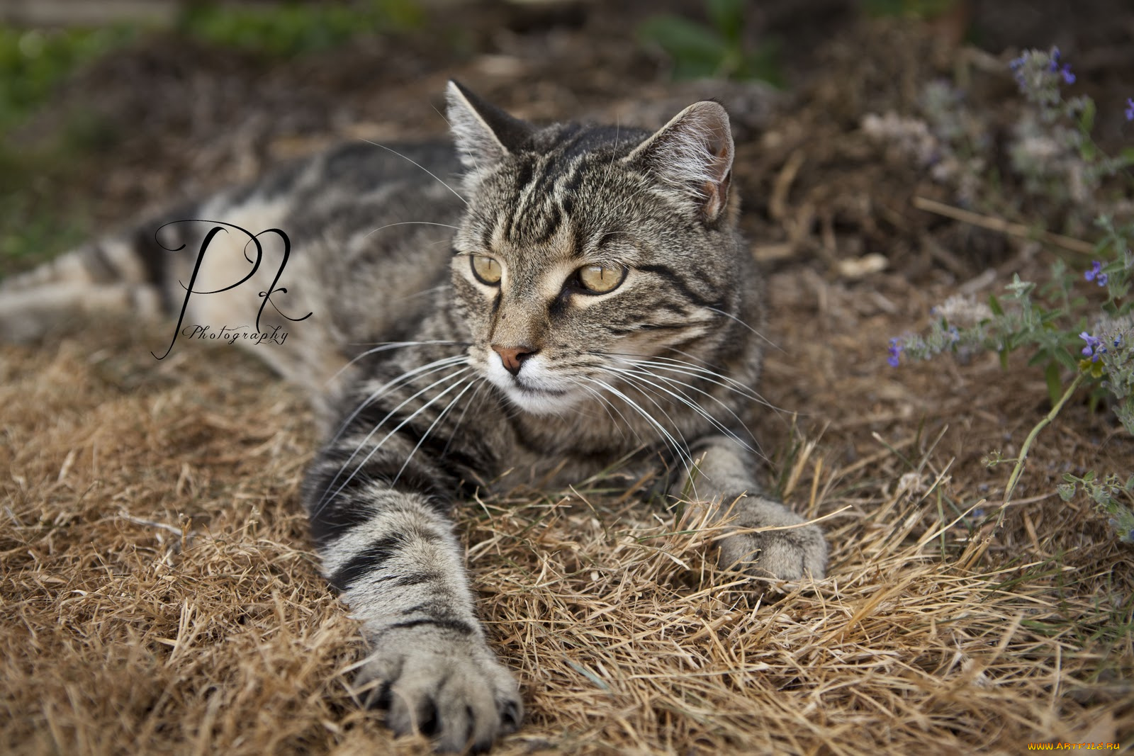 животные, коты, cat