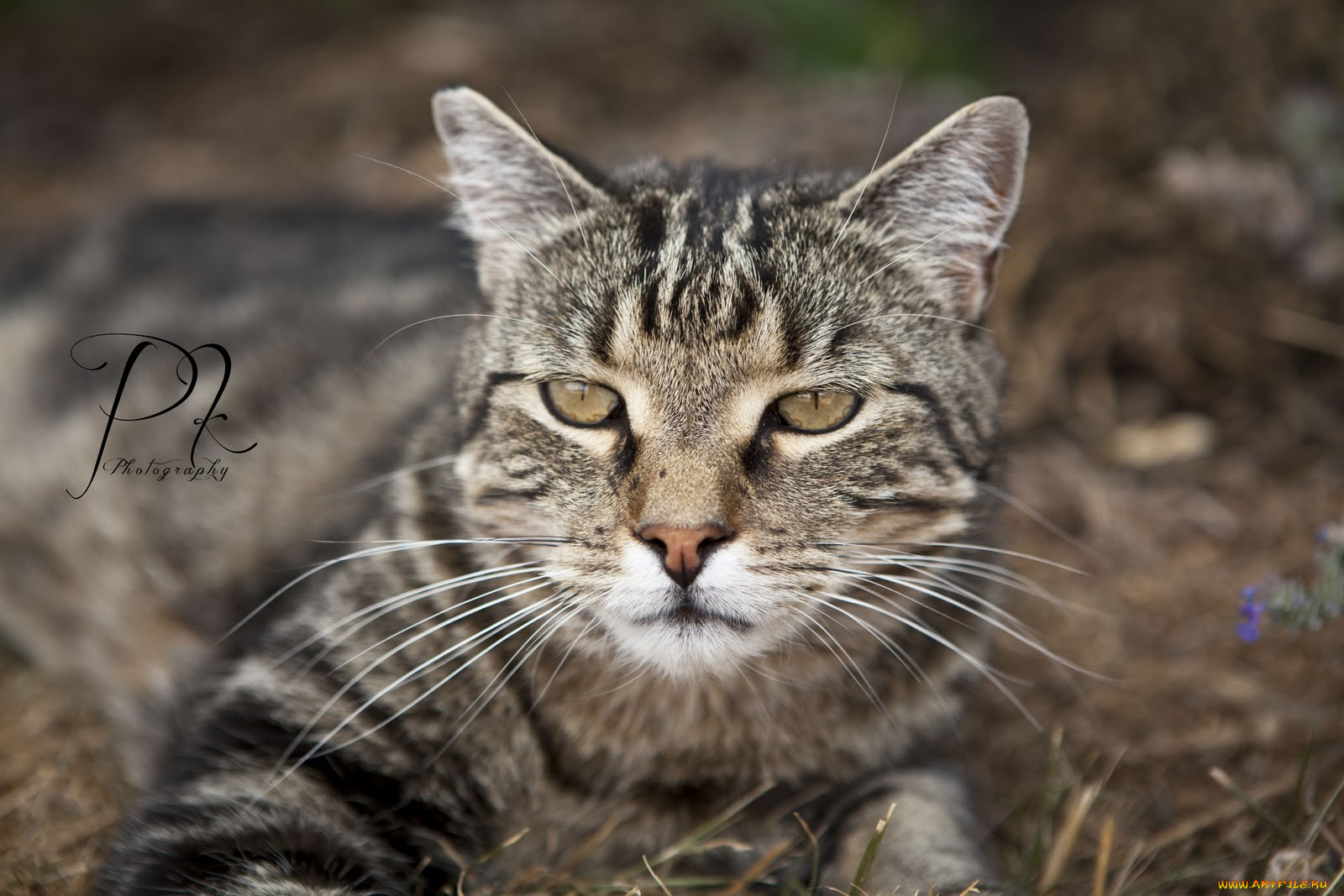 животные, коты, cat