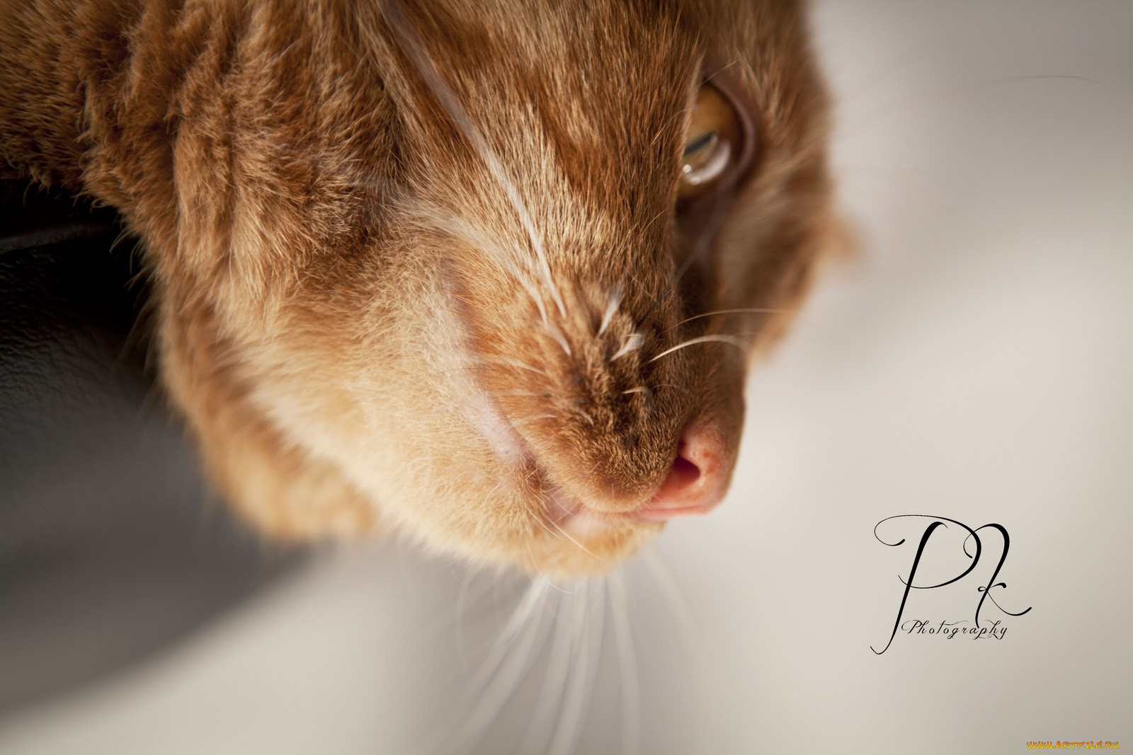 животные, коты, рыжий