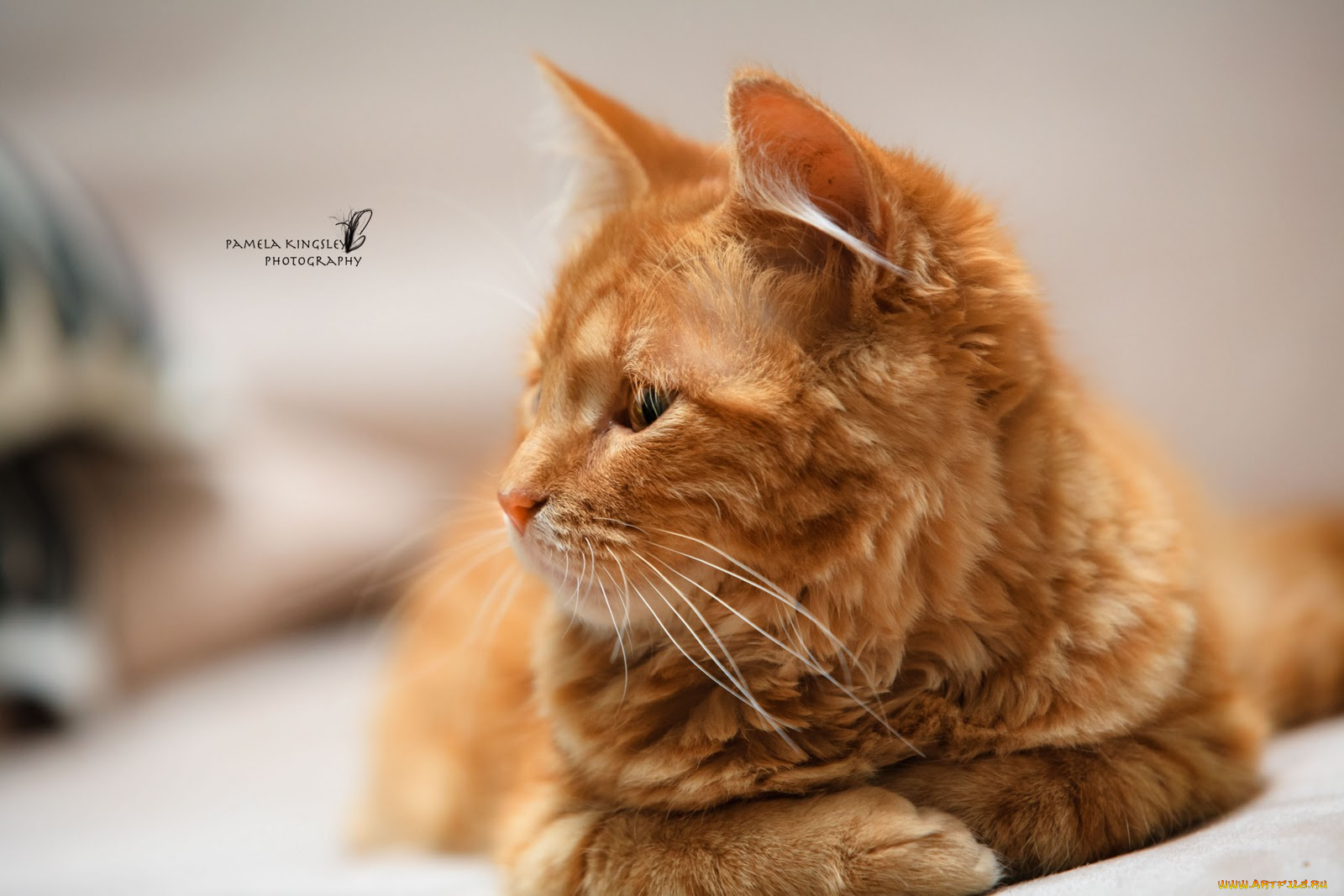 животные, коты, рыжий