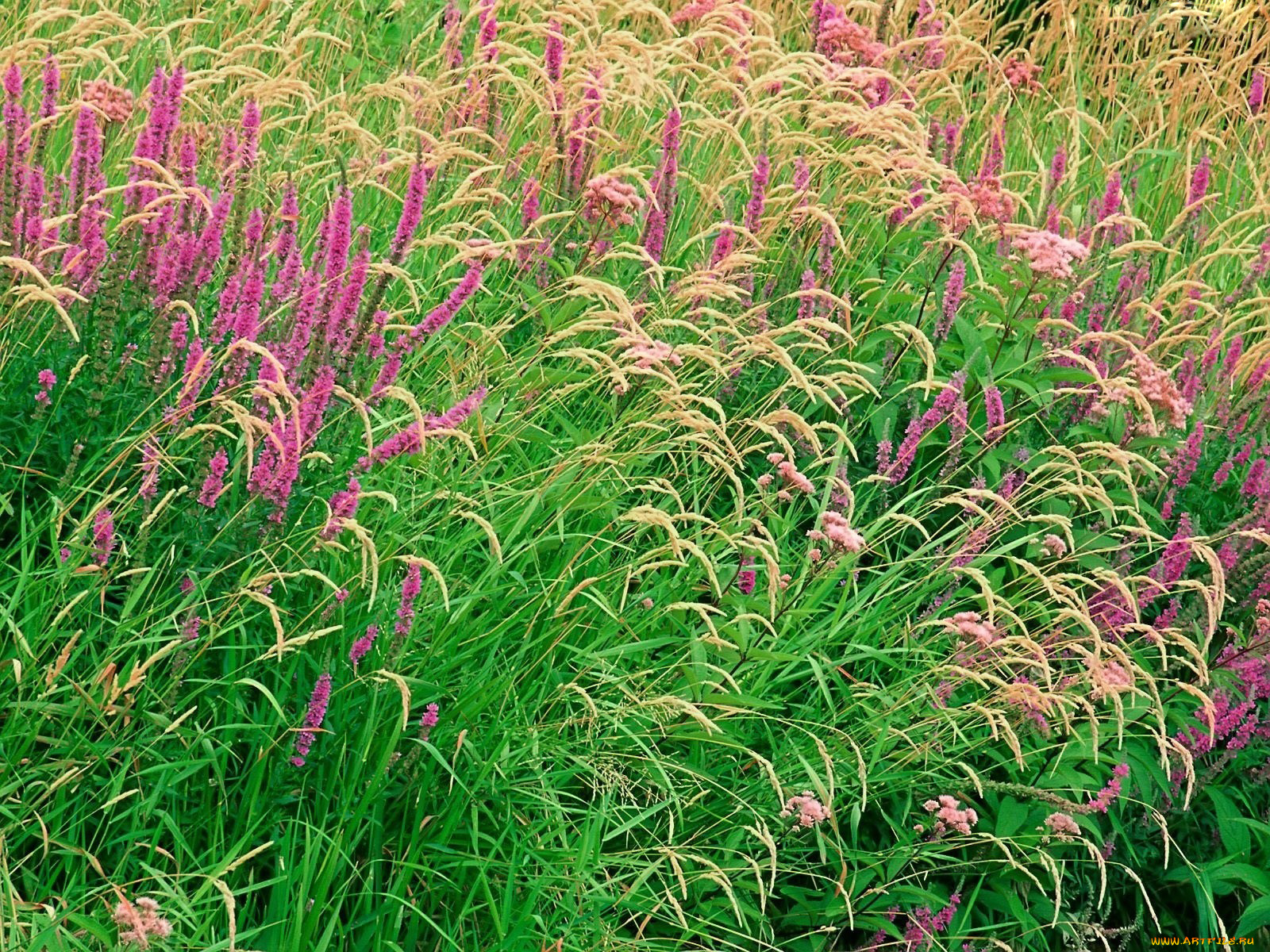 цветы, луговые, полевые, лето, луг