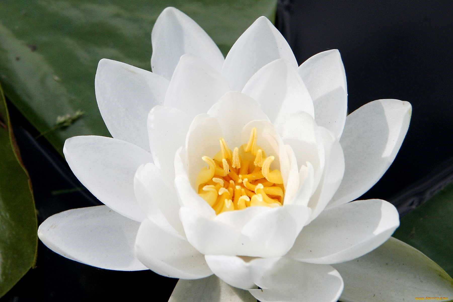 цветы, лилии, водяные, нимфеи, кувшинки, лепестки, белый