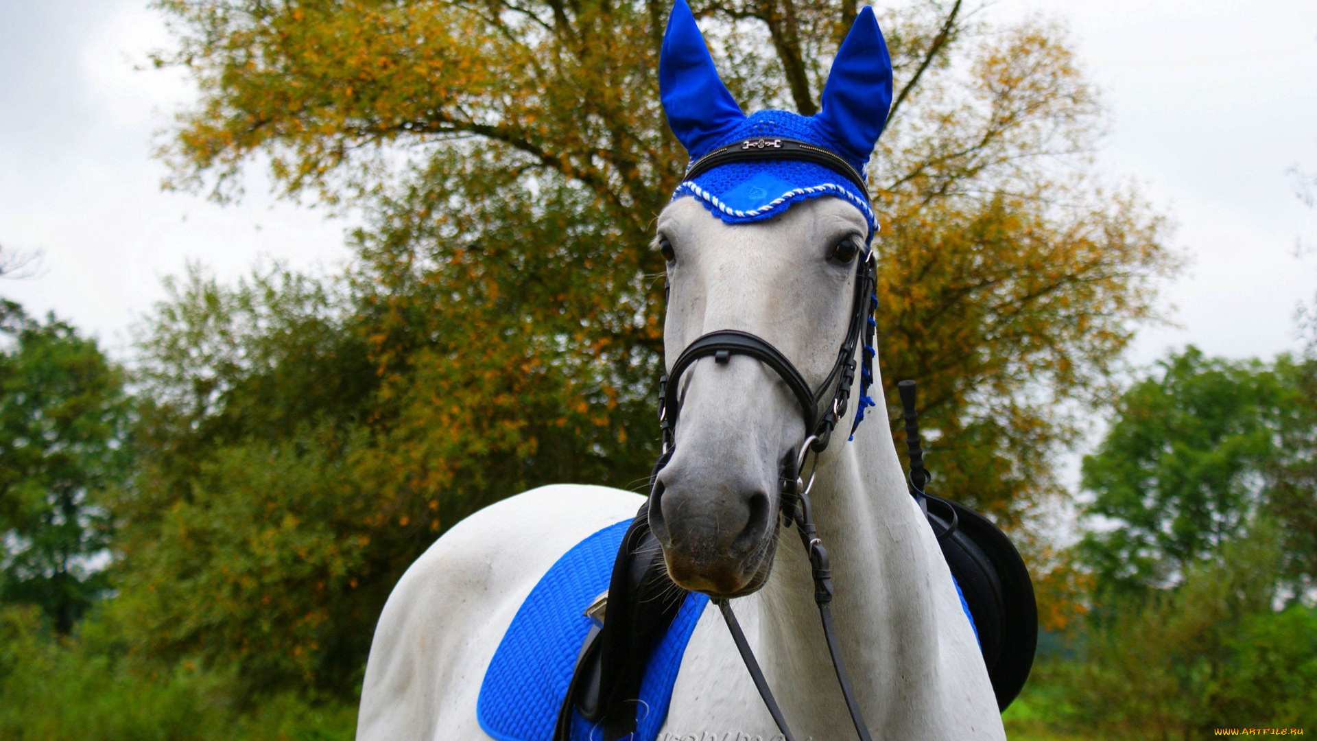 автор, geronima, животные, лошади, попона