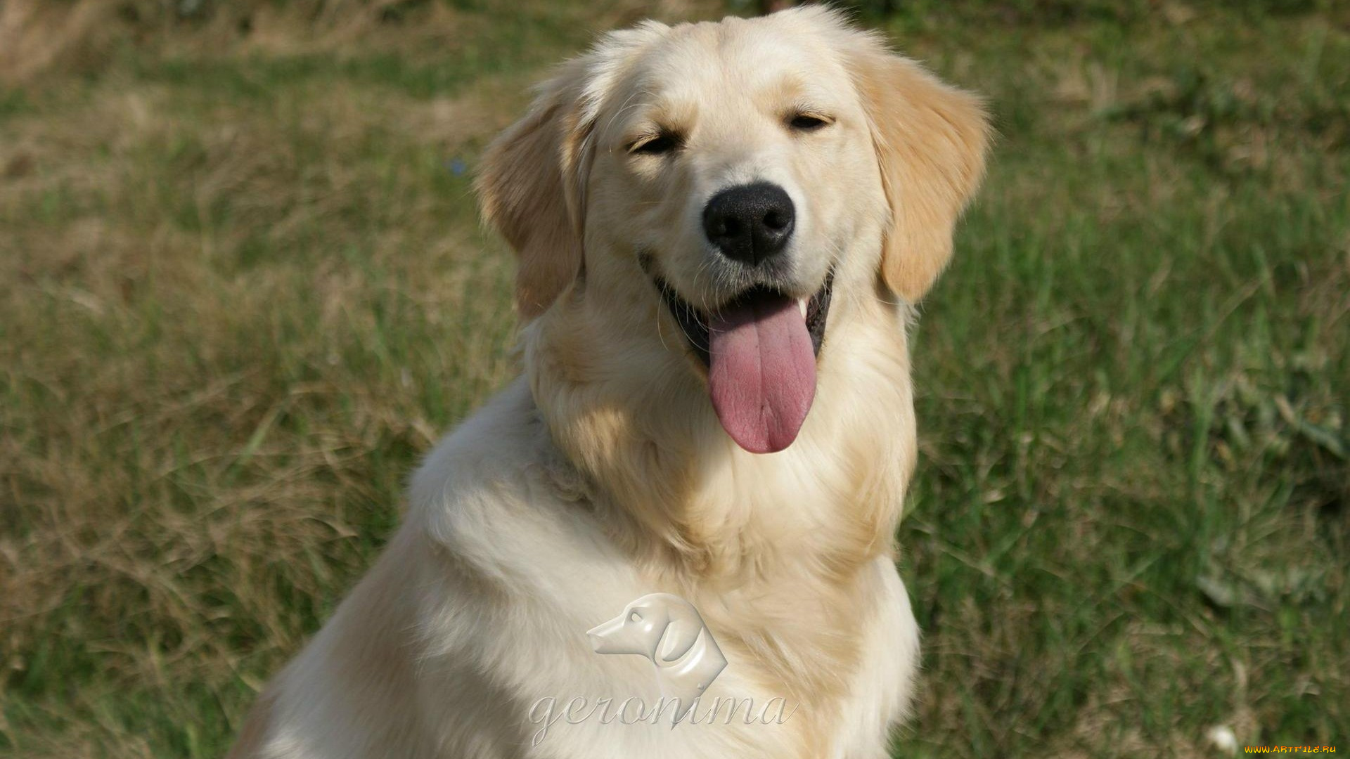 автор, geronima, животные, собаки, golden, retriever