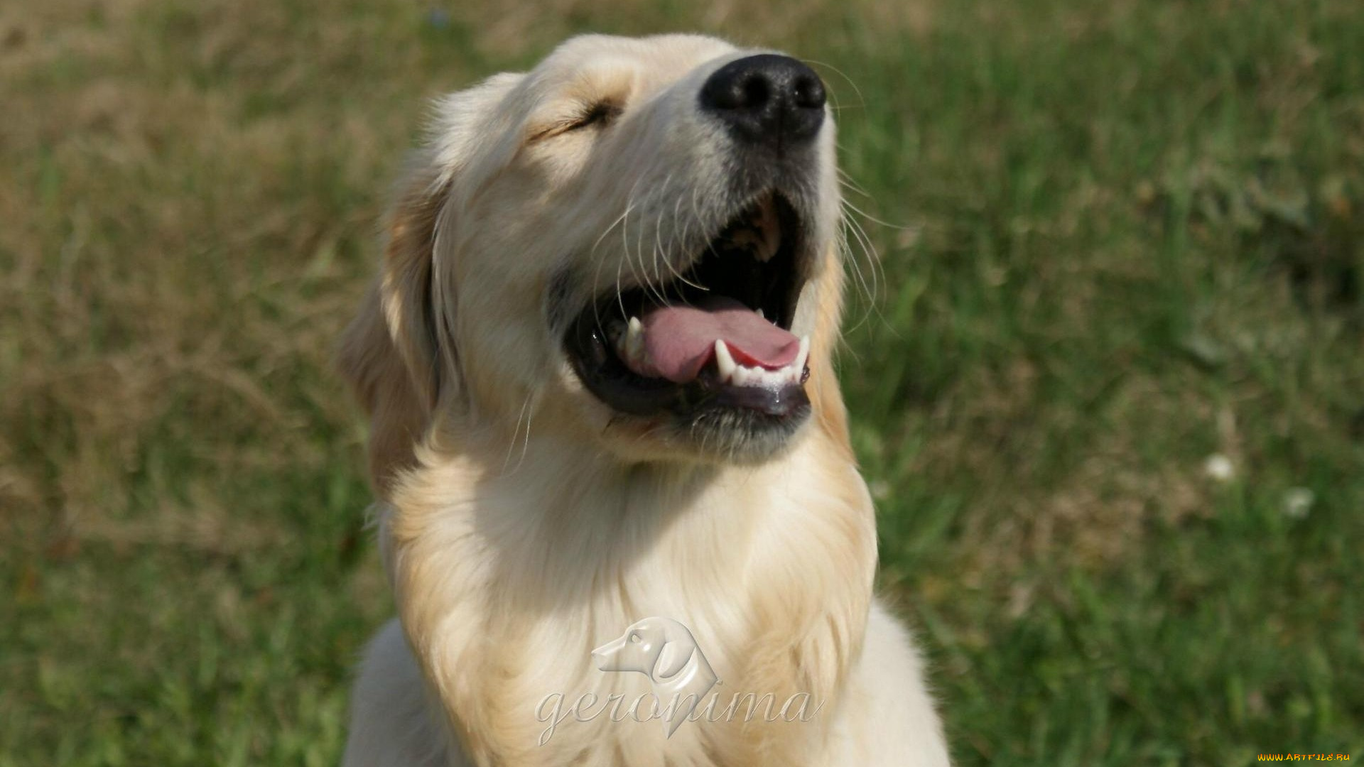 автор, geronima, животные, собаки, golden, retriever