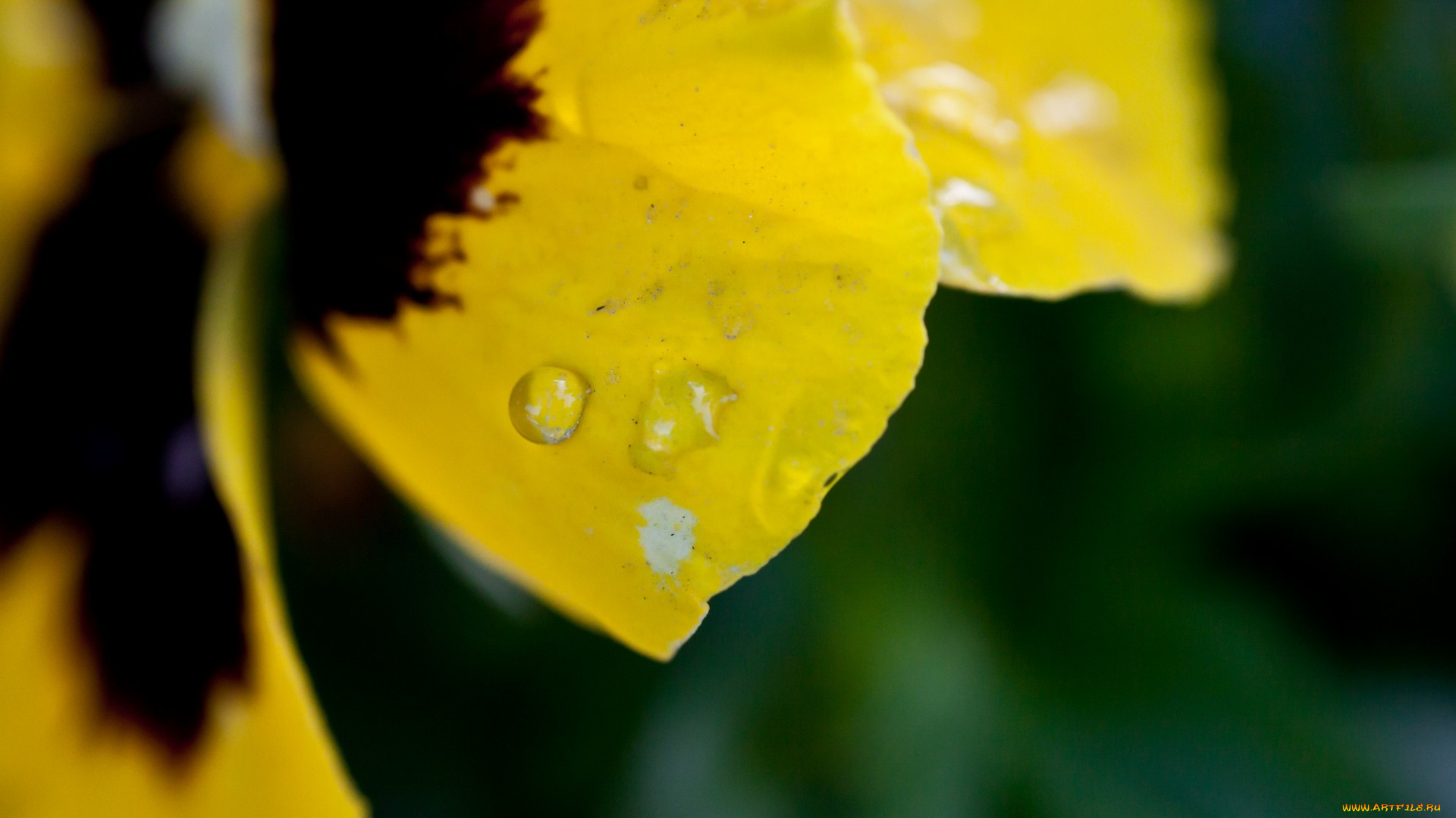 цветы, анютины, глазки, садовые, фиалки, макро, лепестки, дождь, капли, роса