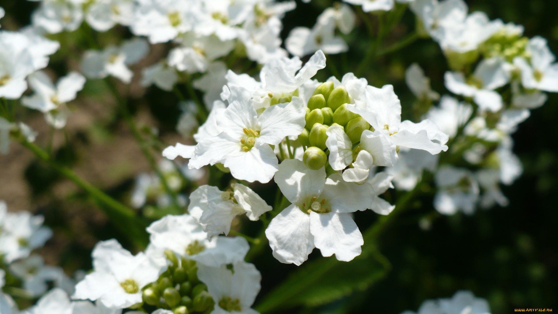 цветы, белый